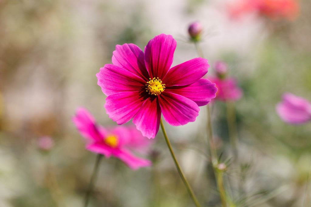 150 Pink COSMOS RADIANCE Bipinnatus Flower Seeds