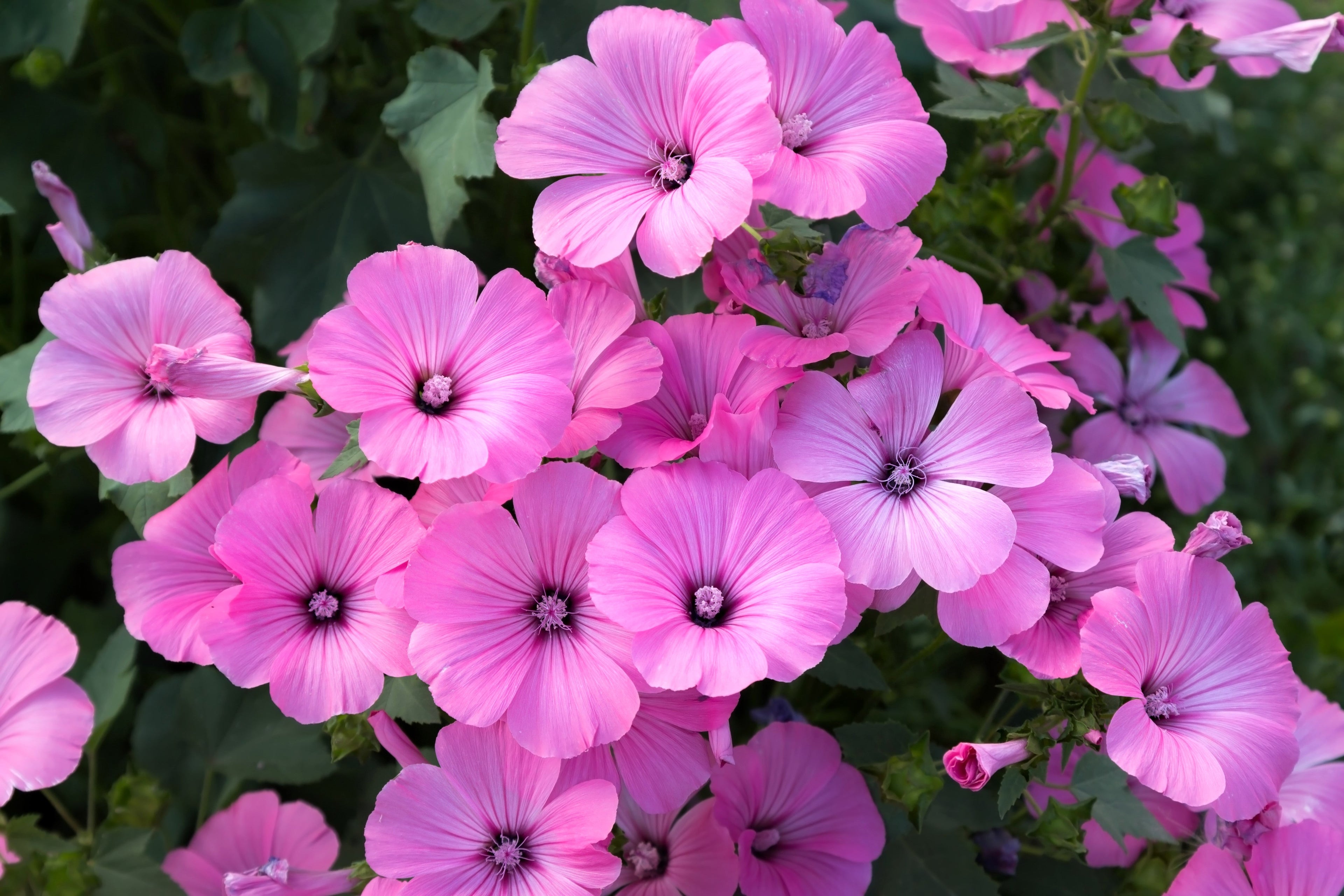 200 ROSE MALLOW MIX (Bush Mallow) Hibiscus Lavatera Trimestris Flower Seeds