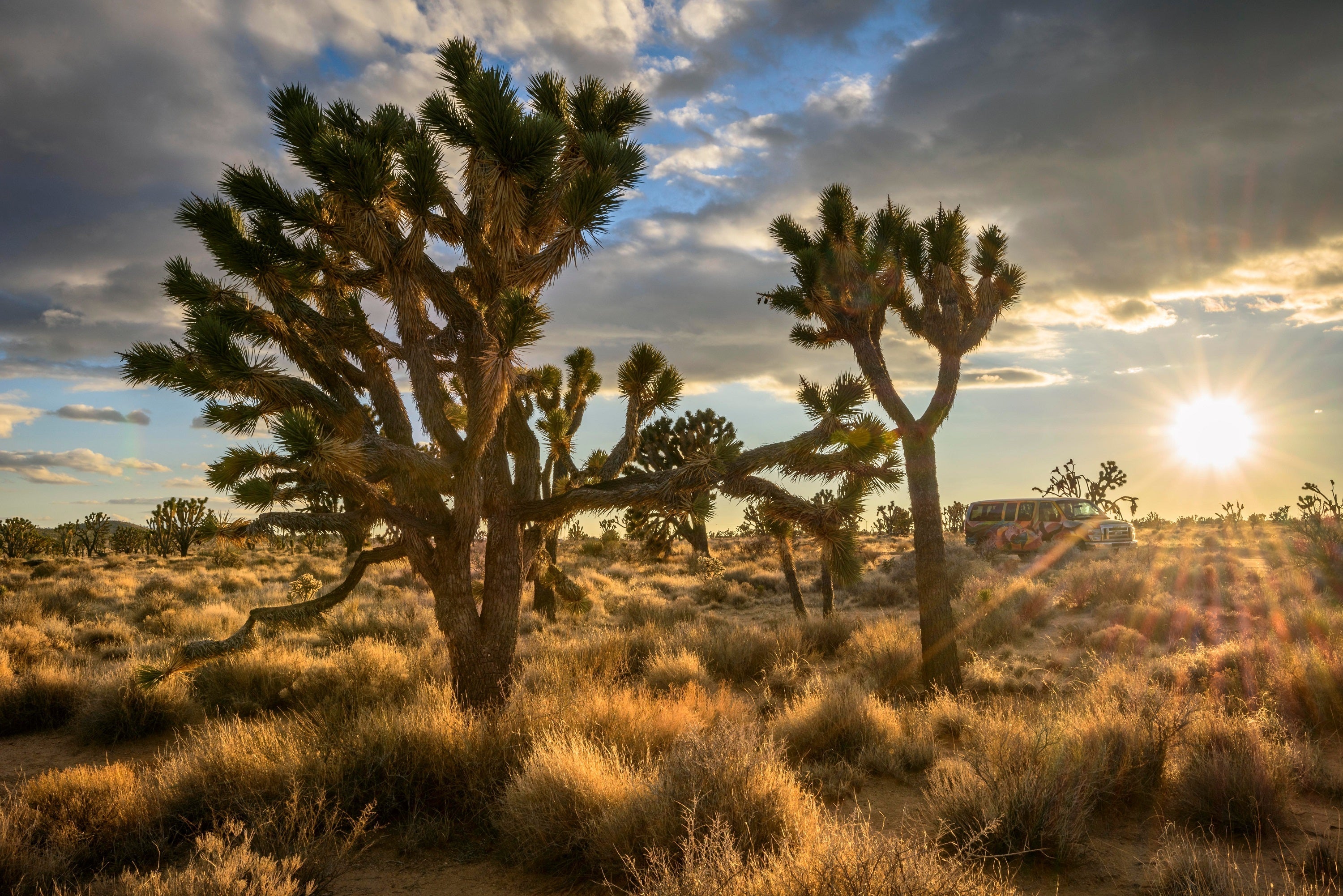 5 JOSHUA TREE Palm Tree Yucca Brevifolia White Flowers Cactus Succulent Seeds