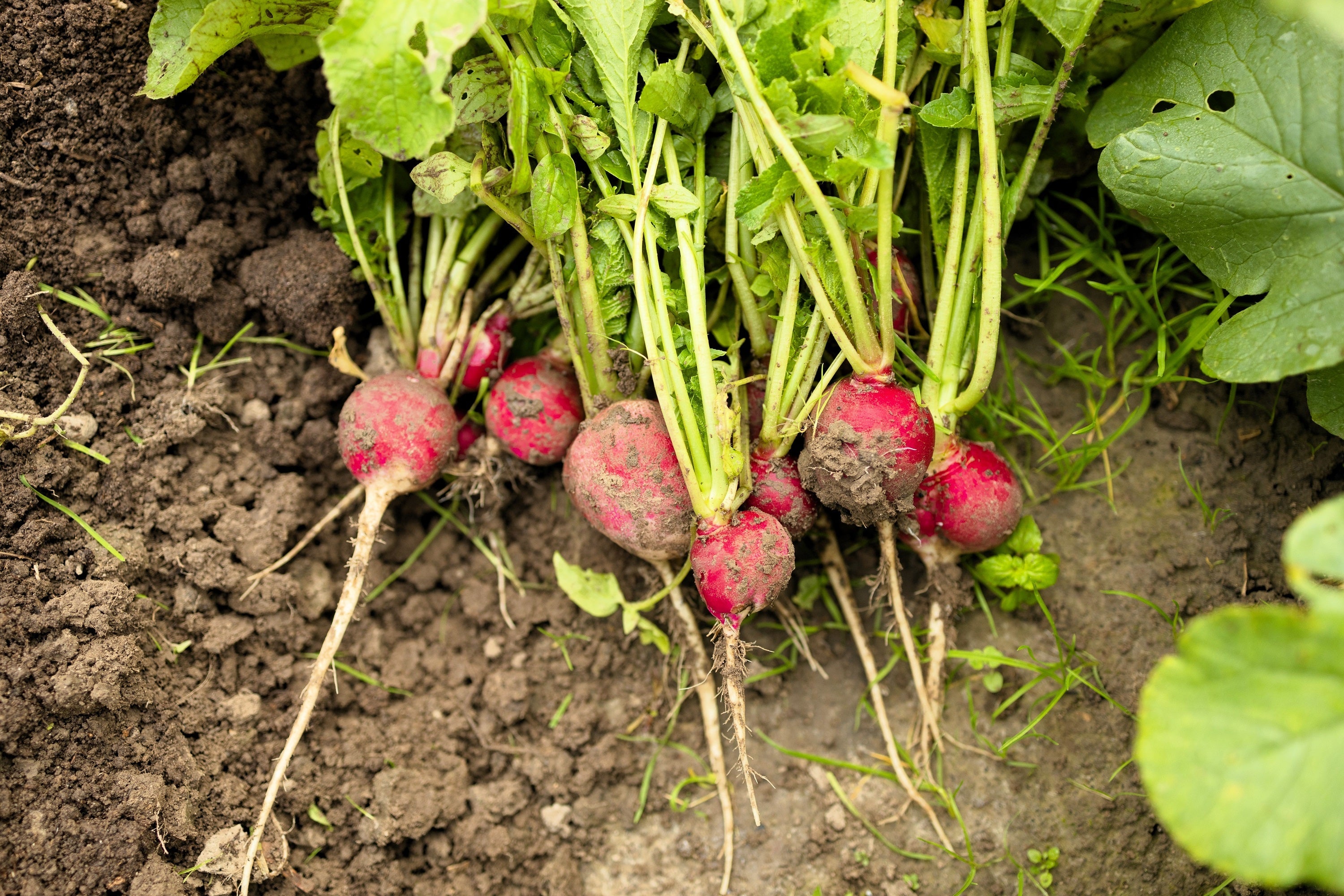 2000 CRIMSON GIANT RADISH Raphanus Sativus Vegetable Seeds