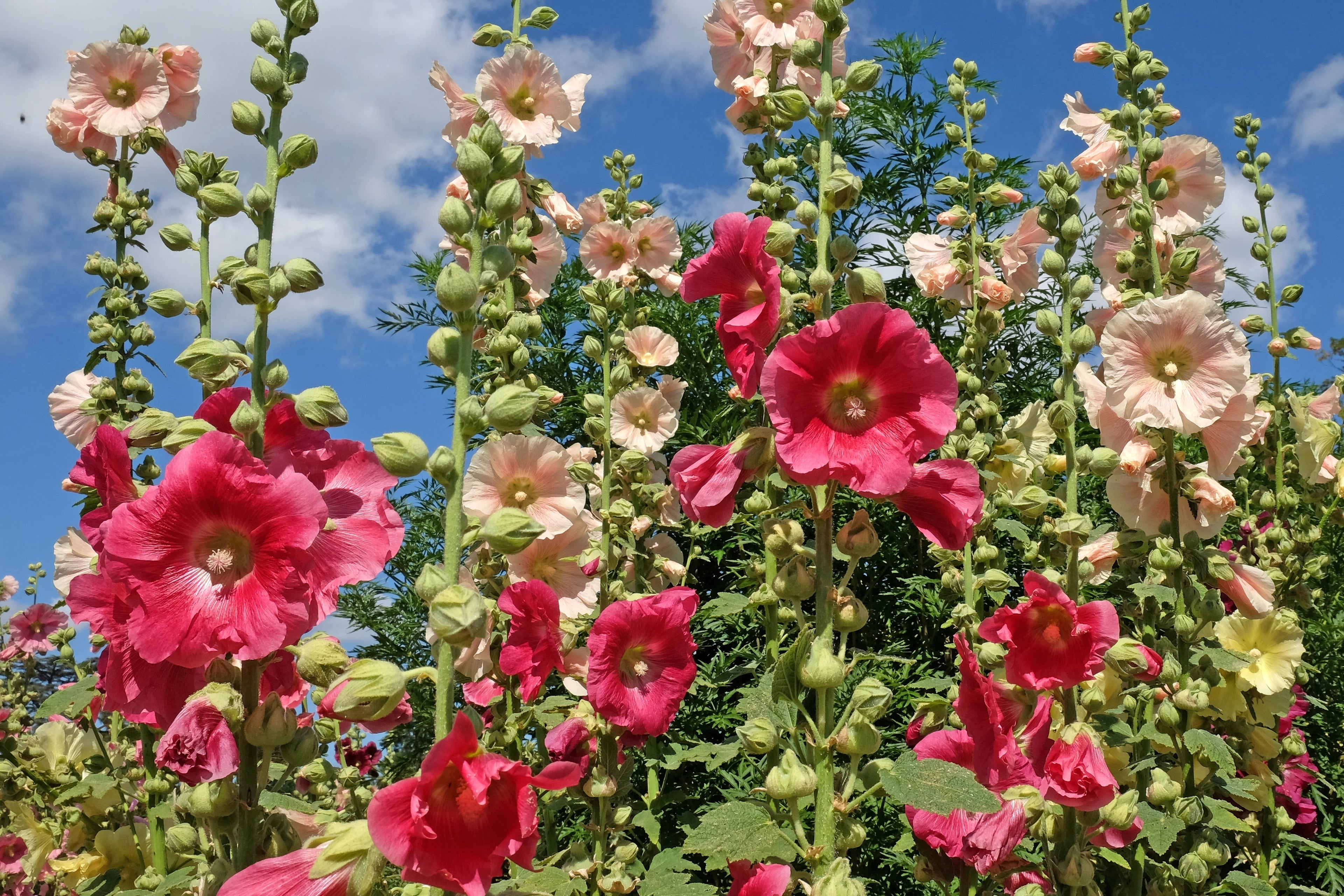 50 Mixed Colors HOLLYHOCK COUNTRY ROMANCE Mix Alcea Rosea Flower Seeds
