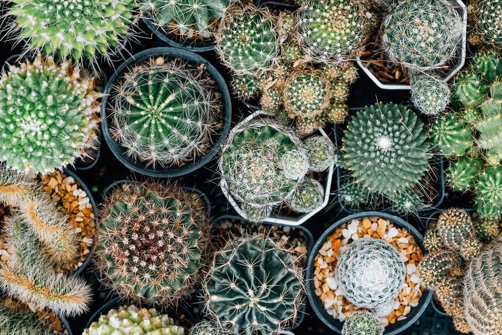 50 CACTUS MIX 'Finest Mixed' Succulent Flower Plant Seeds