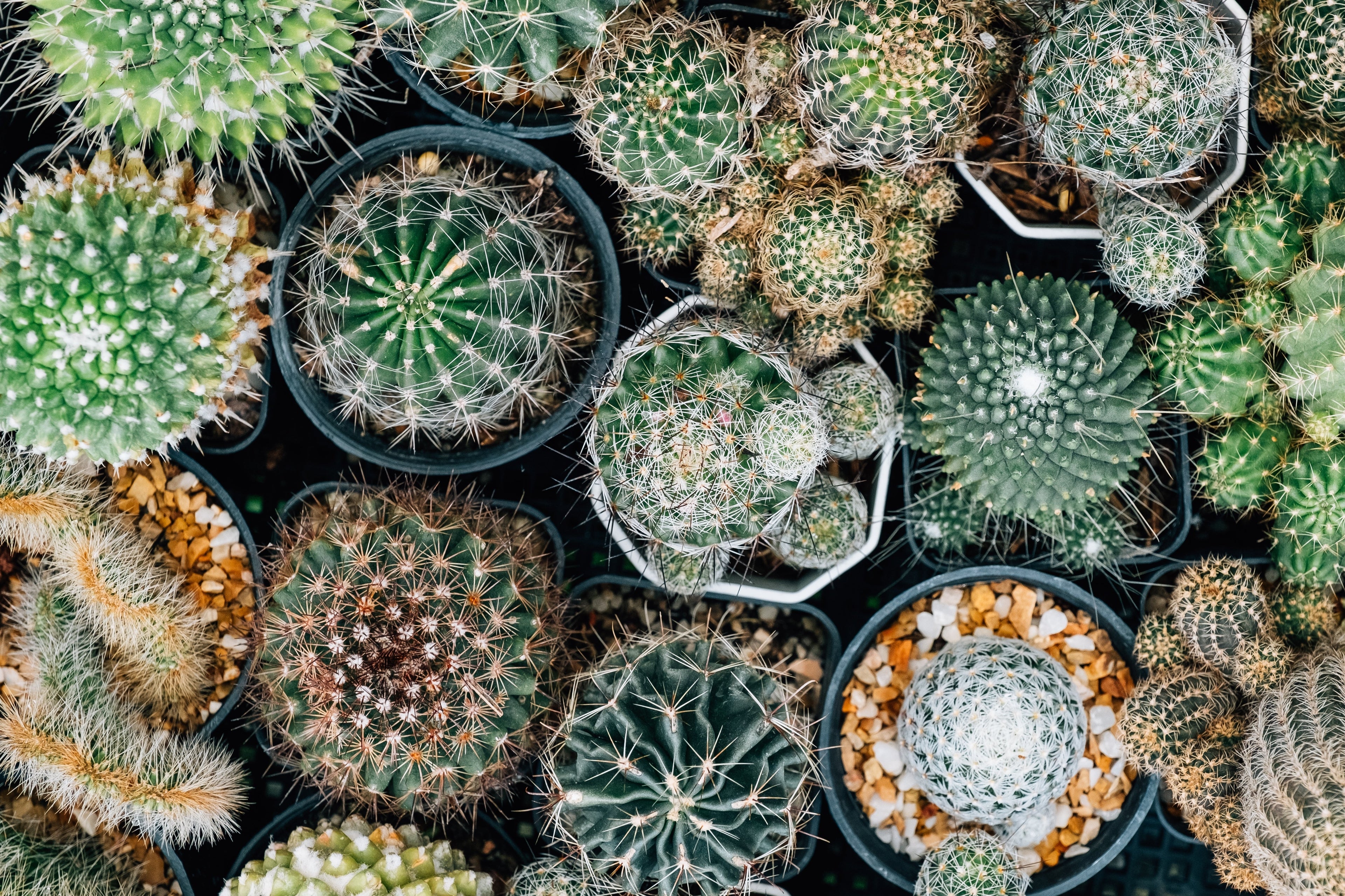 50 CACTUS MIX 'Finest Mixed' Succulent Flower Plant Seeds