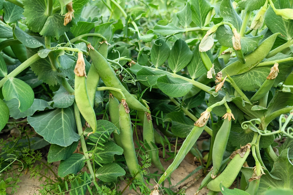 50 AUSTRIAN WINTER PEA Caley Flower Pisum Sativum Ground Cover Crop Le