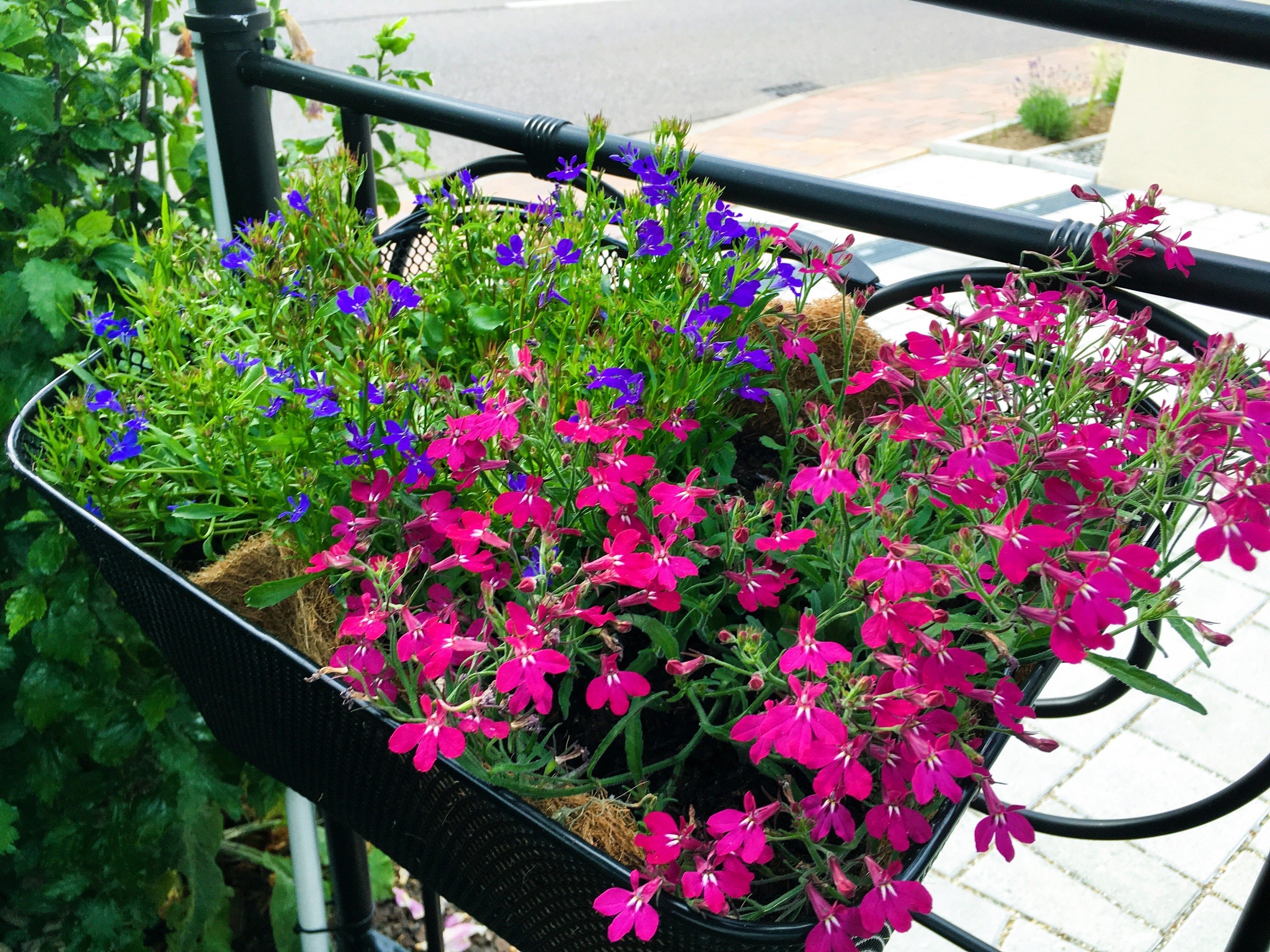 200 MAGENTA PINK LOBELIA Regatta Lobelia Erinus Flower Seeds
