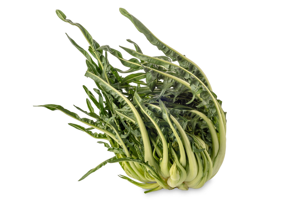 250 CICORIA CATALOGNA Puntarelle Chicorium Chicory Vegetable Seeds