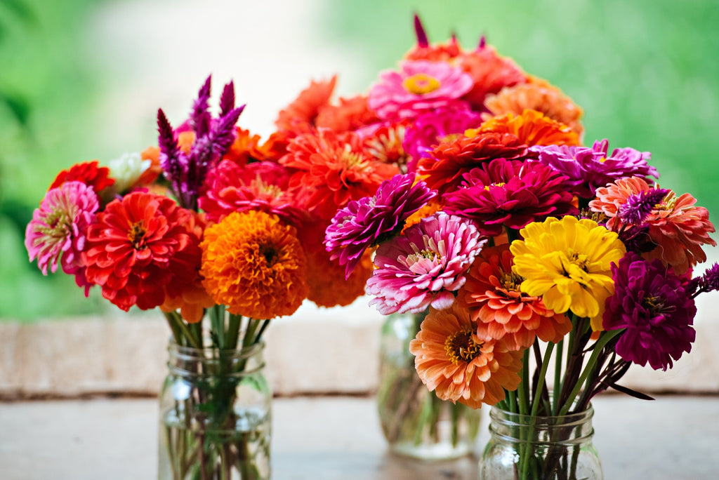 250 ZIN MASTER ZINNIA Mix Elegans Mixed Colors Flower Seeds