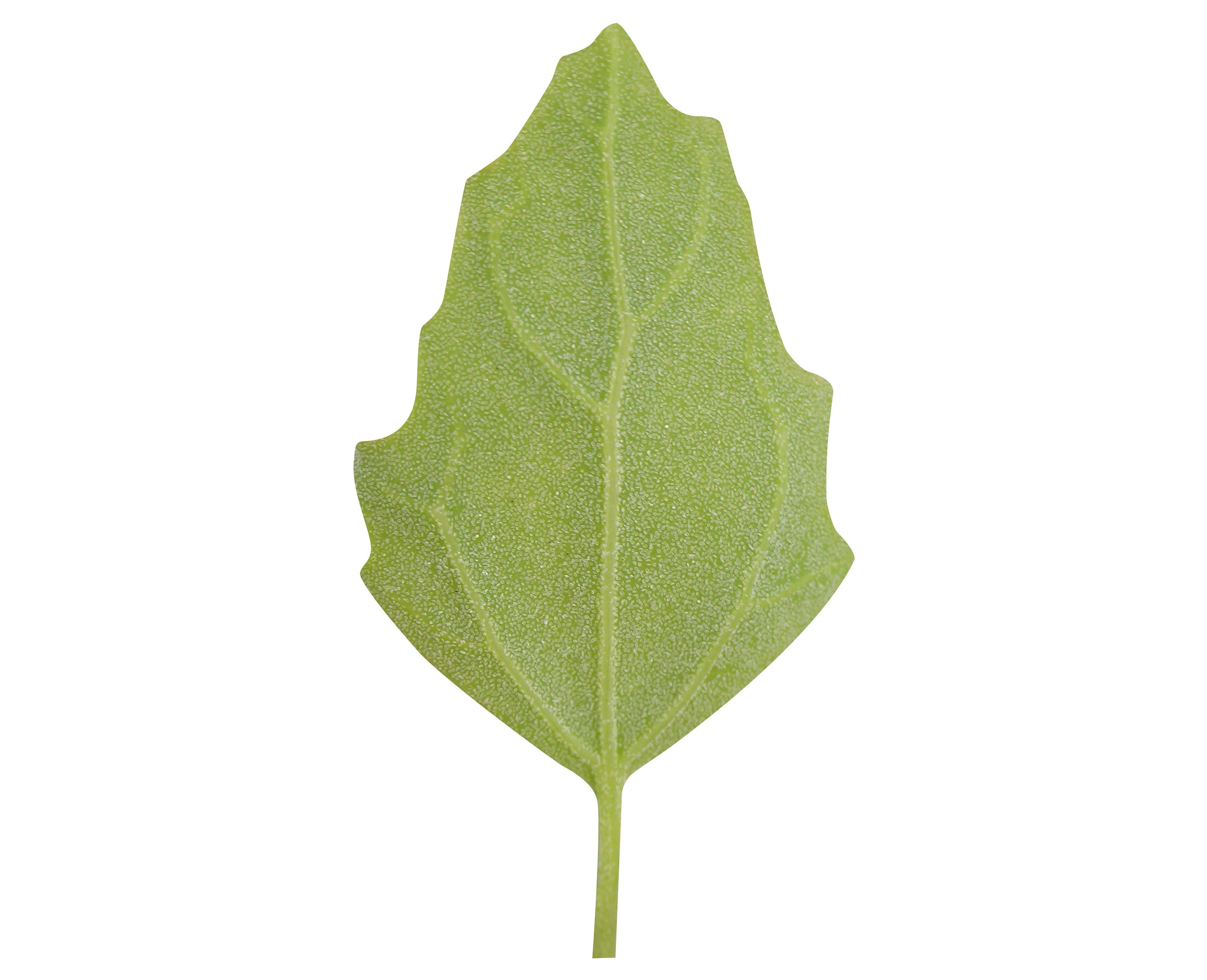 50 Organic RED AZTEC SPINACH Huauzontle Chenopodium Berlandieri Greens Vegetable Seeds