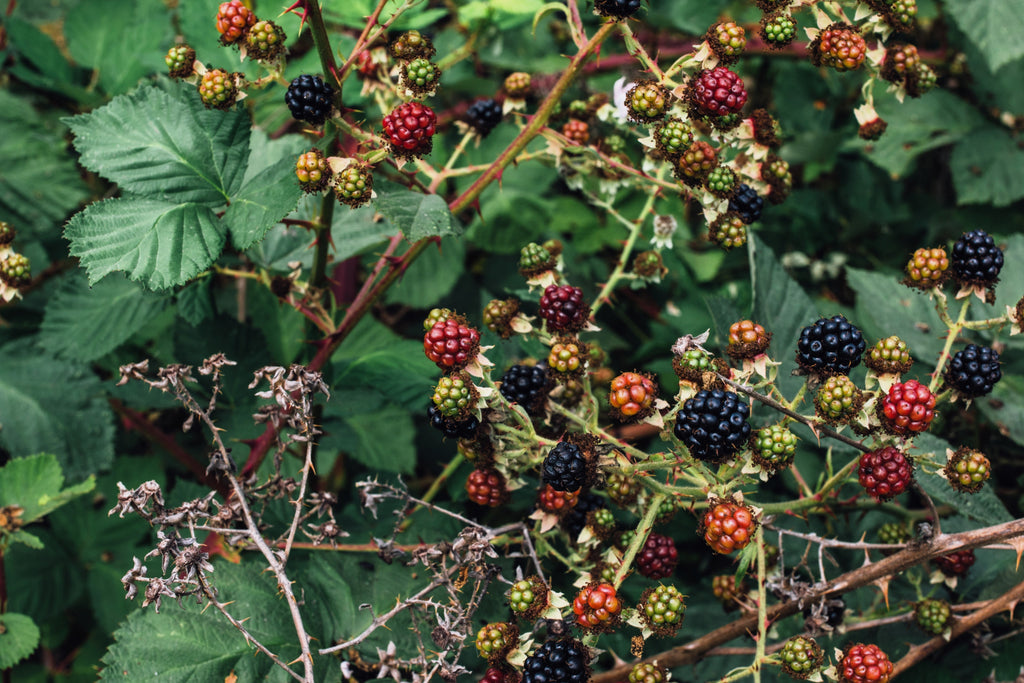 25 TRAILING BLACKBERRY Pacific Rubus Ursinus Vining Shrub Fruit Berry Seeds