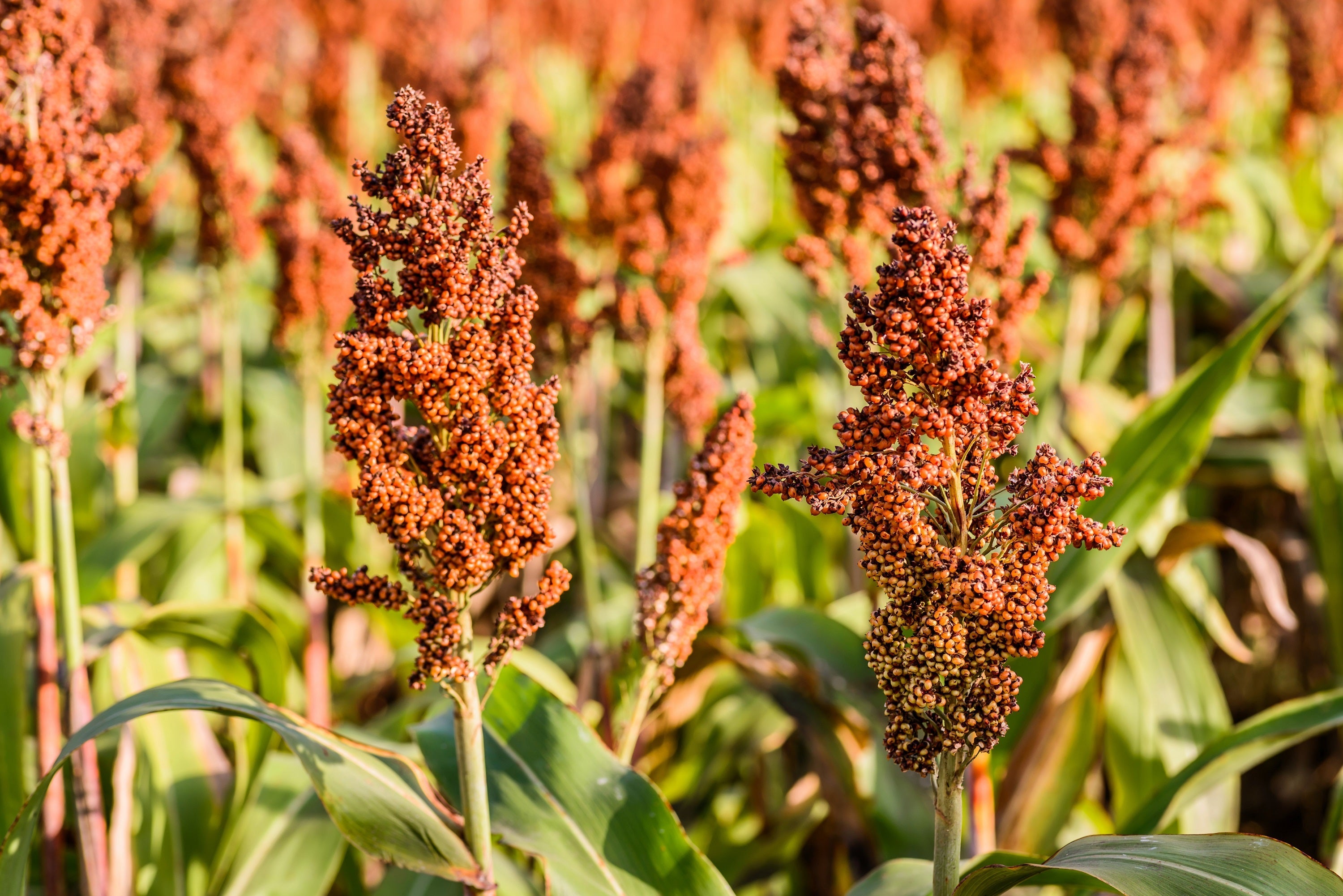 50 HONEY DRIP SORGHUM Bicolor Honey Drop Syrup Grain Vegetable Seeds