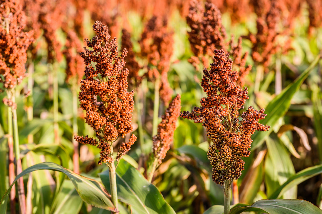 1 Lb BULK HONEY DRIP SORGHUM Bicolor Honey Drop Syrup Grain Vegetable Pound 22,400 Seeds