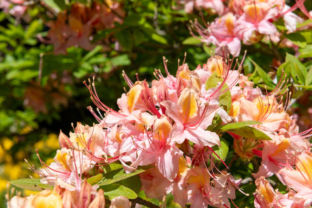20 WESTERN AZALEA Pink White Yellow Shrub Flower Rhododendron Occidentale Seeds