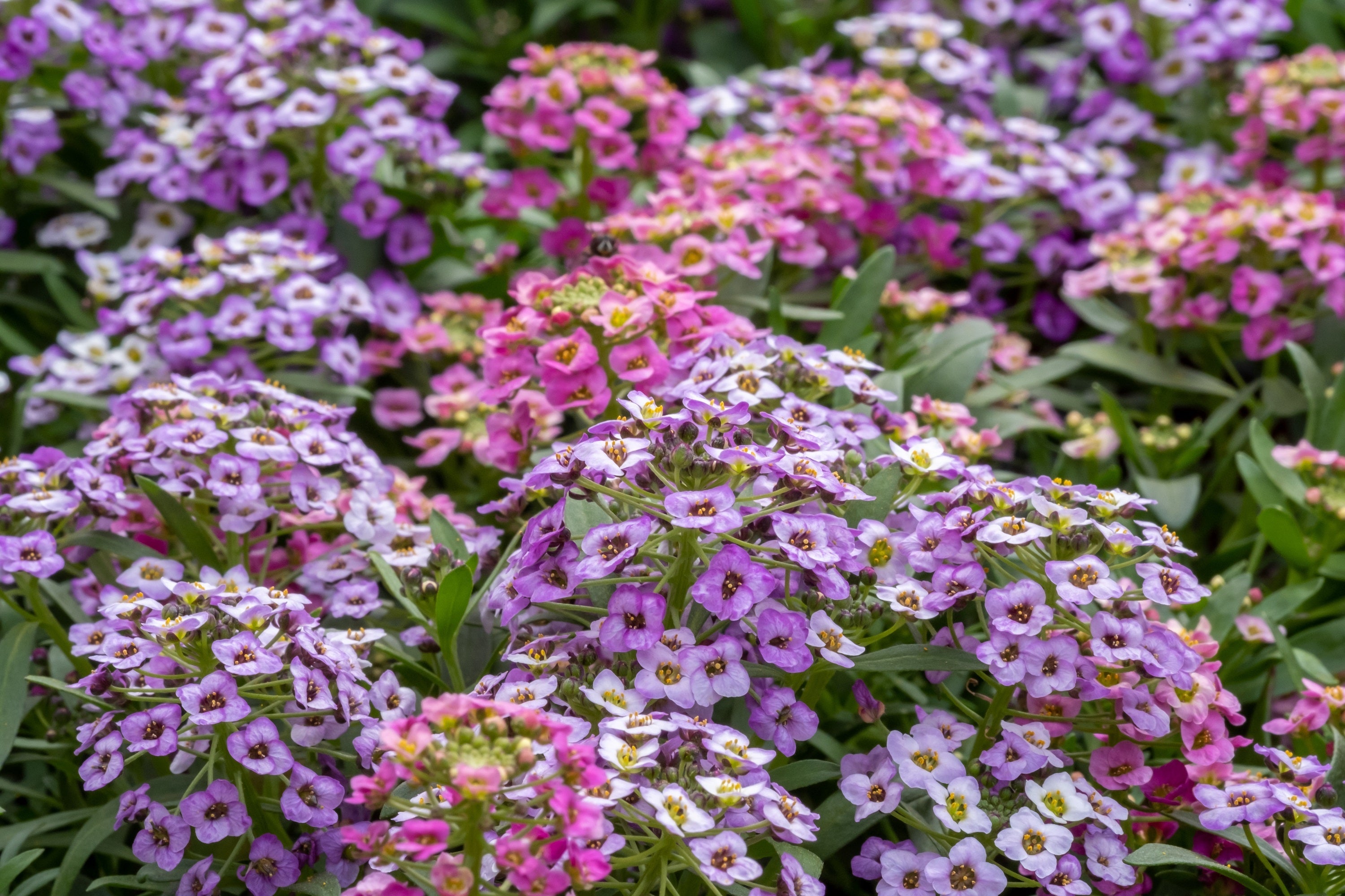 500 Sweet ALYSSUM PASTEL CARPET Mix Lobularia Maritima Flower Seeds