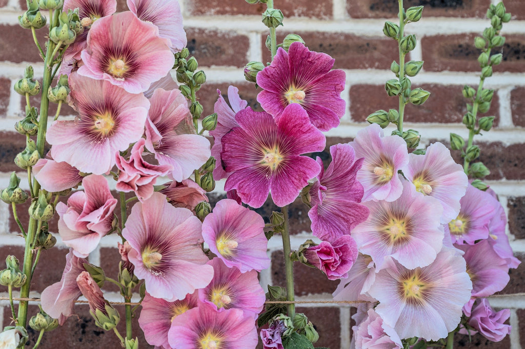 50 Mixed Colors HOLLYHOCK COUNTRY ROMANCE Mix Alcea Rosea Flower Seeds