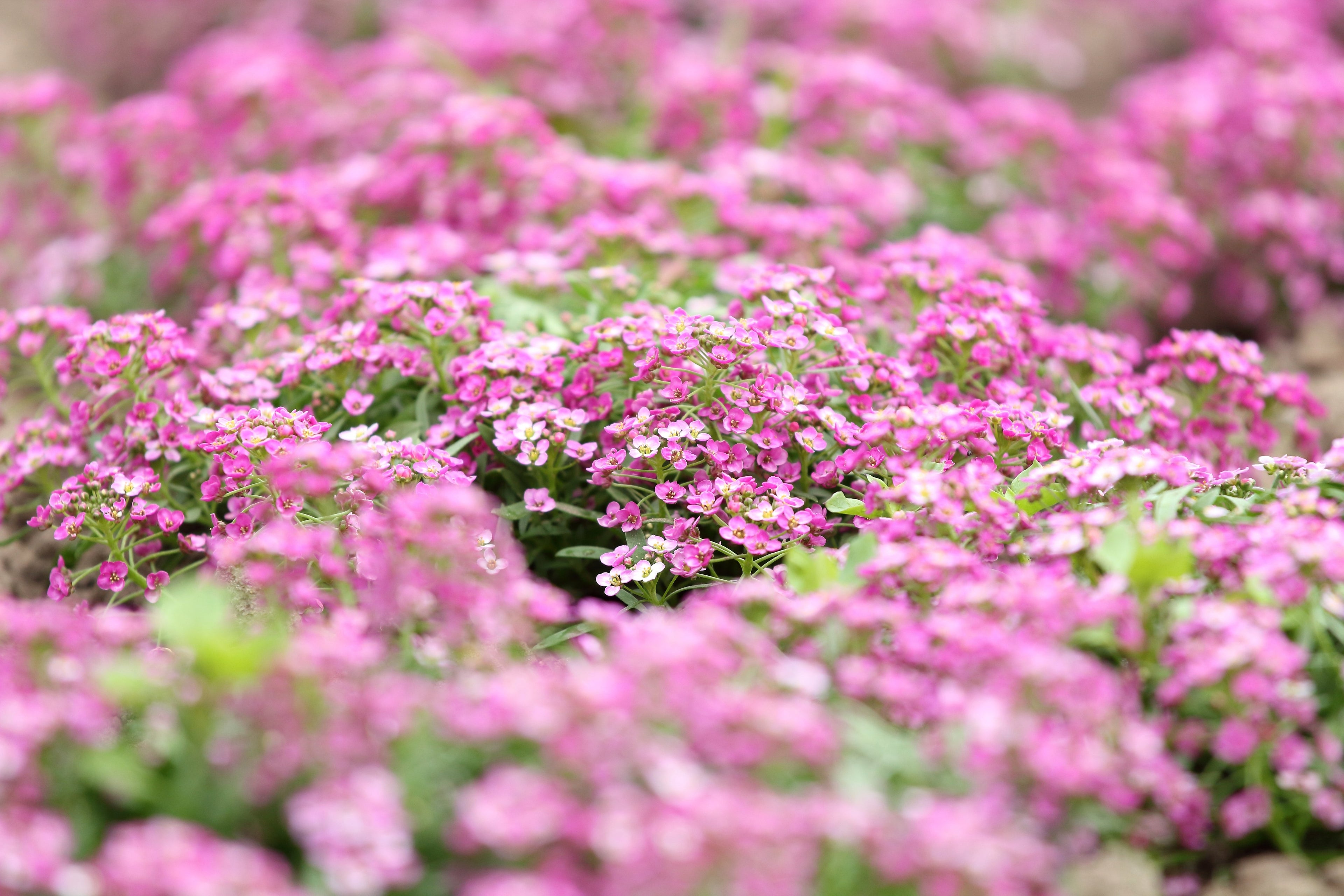 1000 Pink ALYSSUM ROSIE O DAY Lobularia Maritima Flower Seeds