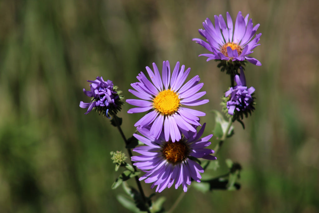 100 PURPLE Smooth Violet PRAIRIE ASTER Aster Tanacetifolia Tahoka Daisy Flower Seeds