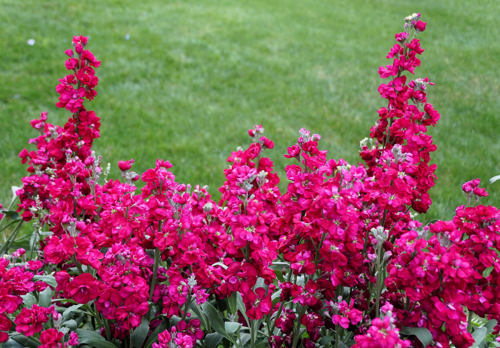 50 Rose PINK STOCK Matthiola Incana Ten-Week Gillyflower Seeds