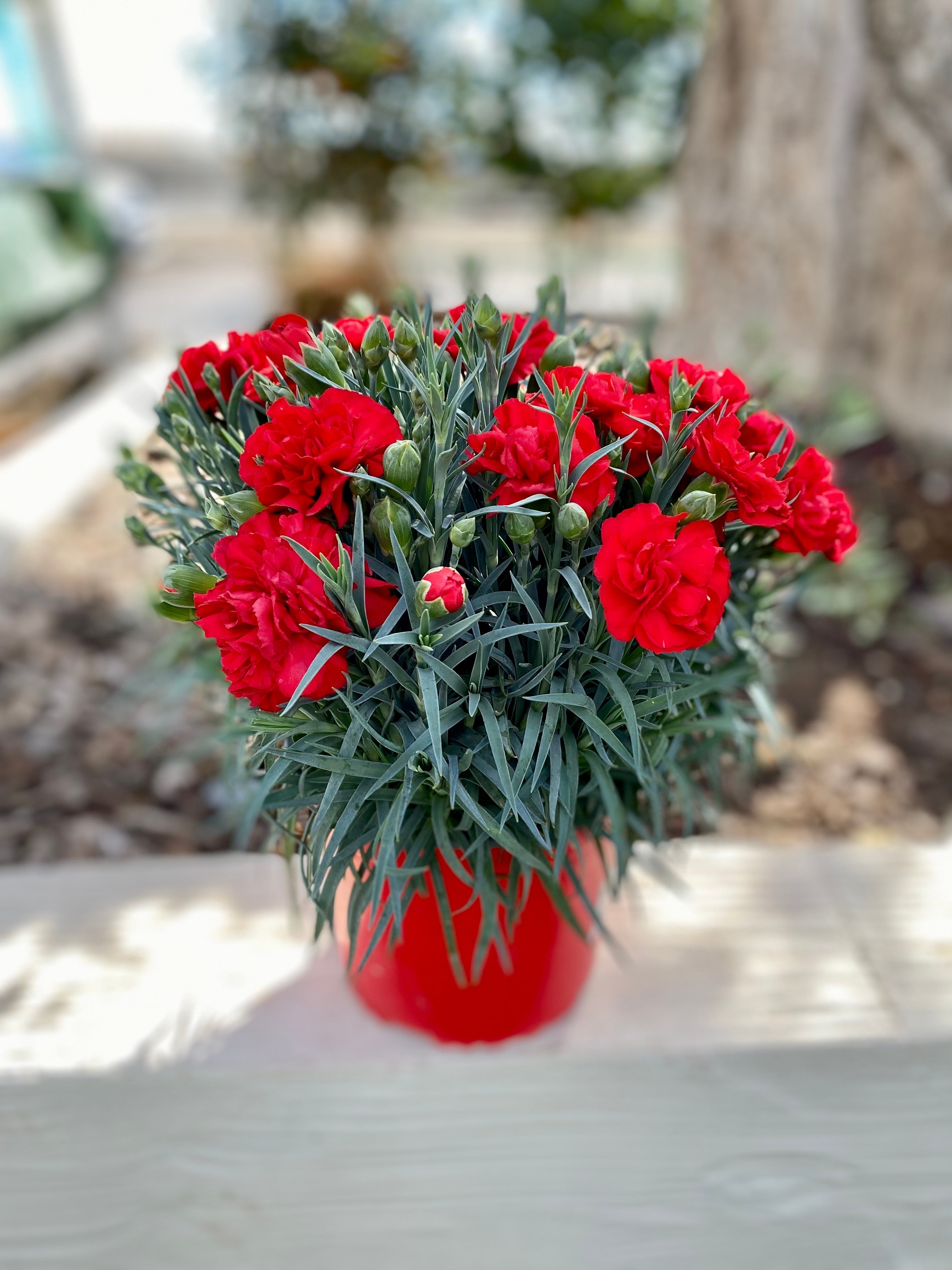 100 Mixed CARNATION / DOUBLE DIANTHUS Chinensis Flower Seeds