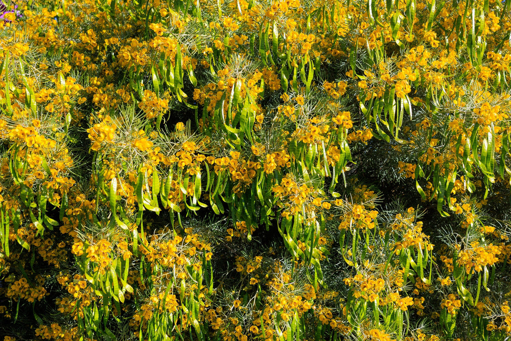 50 Yellow FEATHERY Silver CASSIA Green Senna Artemisioides Seeds