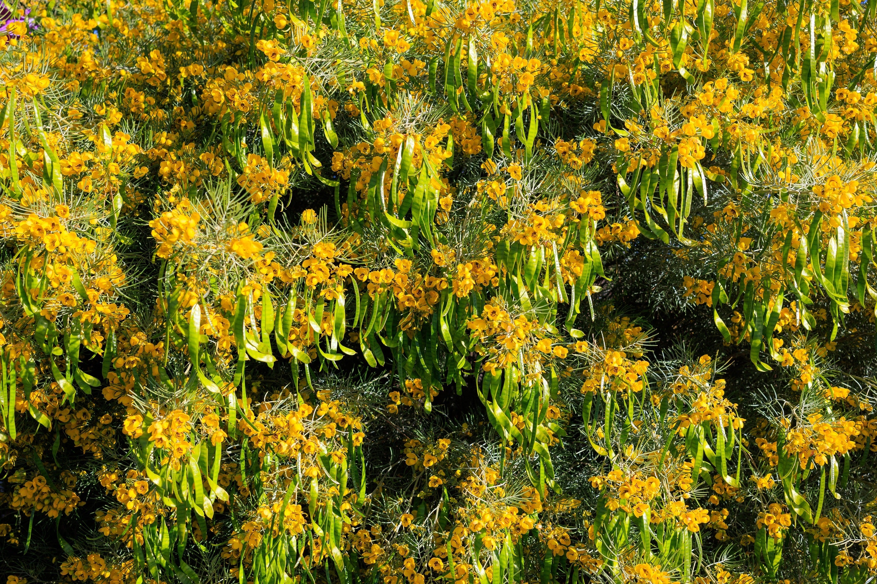 50 Yellow FEATHERY Silver CASSIA Green Senna Artemisioides Seeds