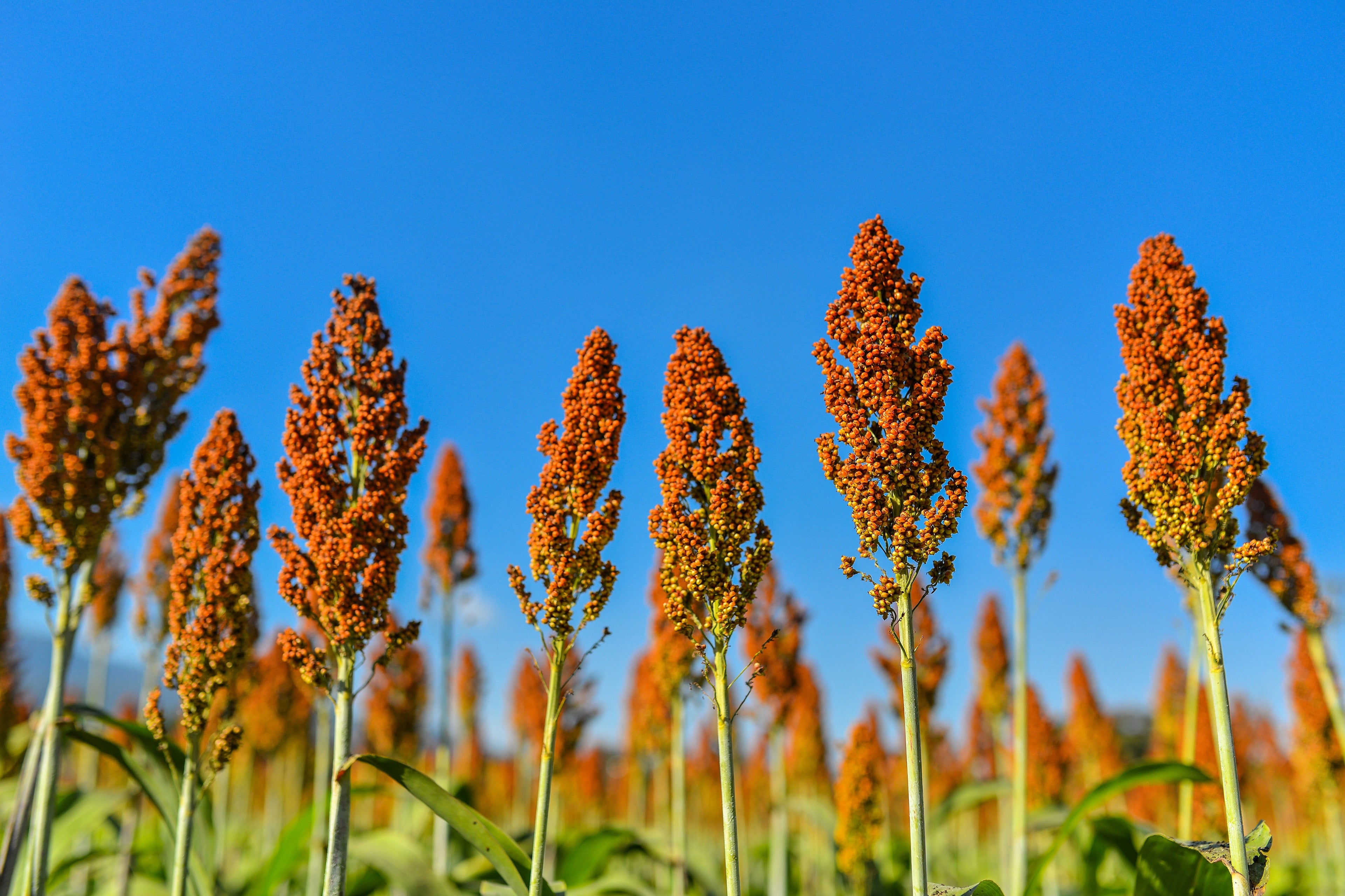 1 Lb BULK HONEY DRIP SORGHUM Bicolor Honey Drop Syrup Grain Vegetable Pound 22,400 Seeds