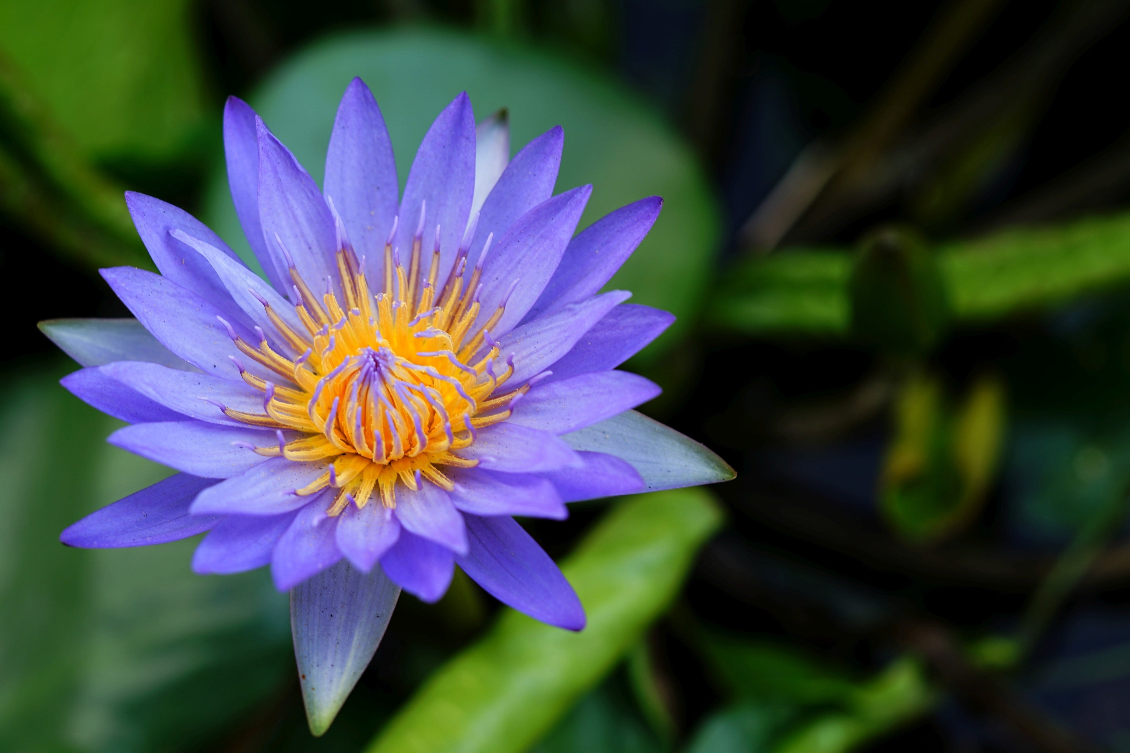 10 BLUE WATER LILY / Lily Pad / Asian Water Lotus / Sacred Egyptian Lotus Nymphaea Caerulea Flower Seeds