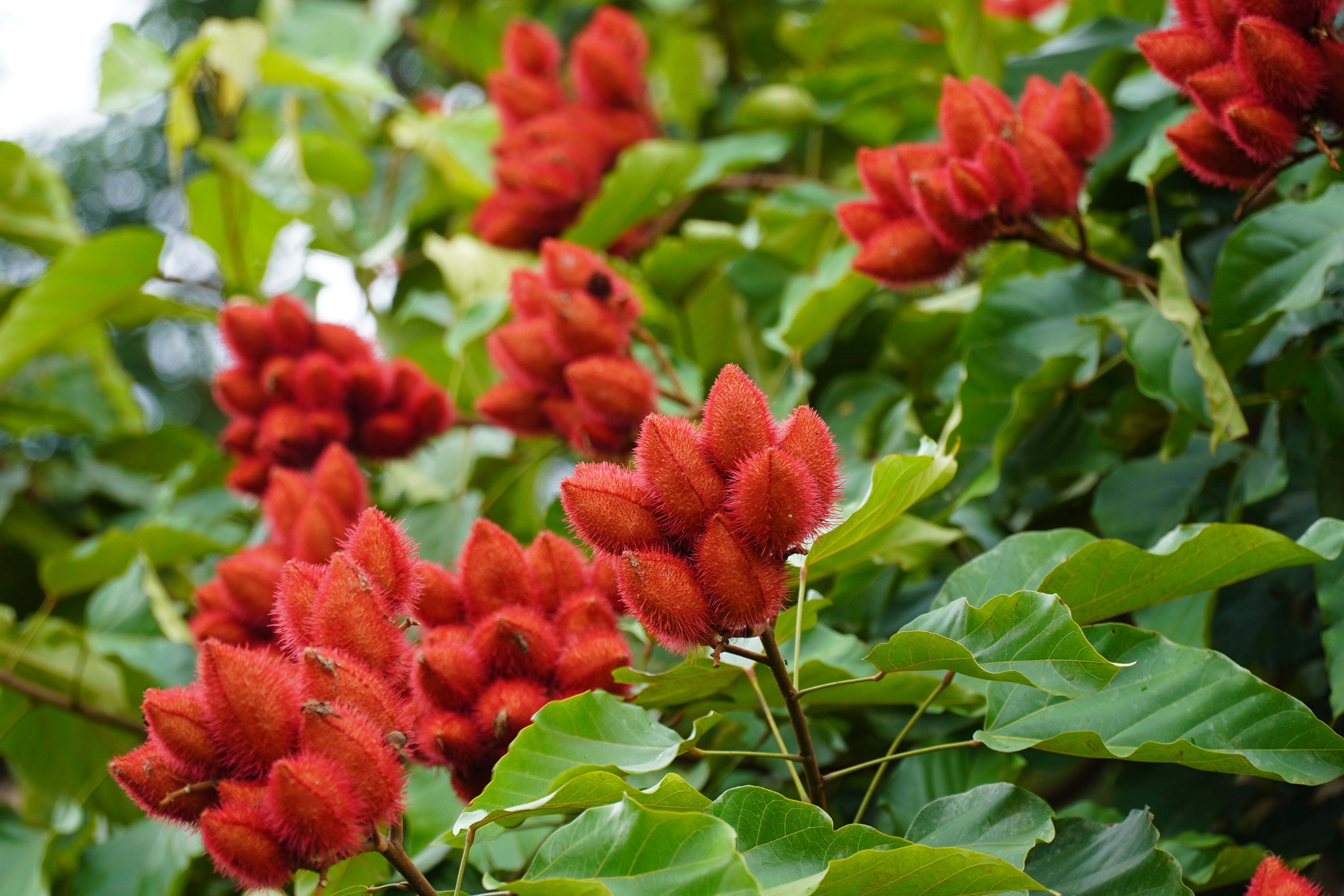 100 ANNATTO TREE Lipstick Plant Bixa Orellana Seeds – Nate's Garden Supply