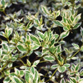 Ivory Halo® Dogwood