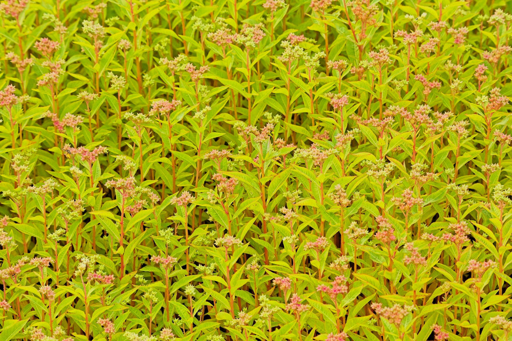 500 Virginia DITCH STONECROP SEDUM Penthorum Sedoides Star Fruit Flower Seeds