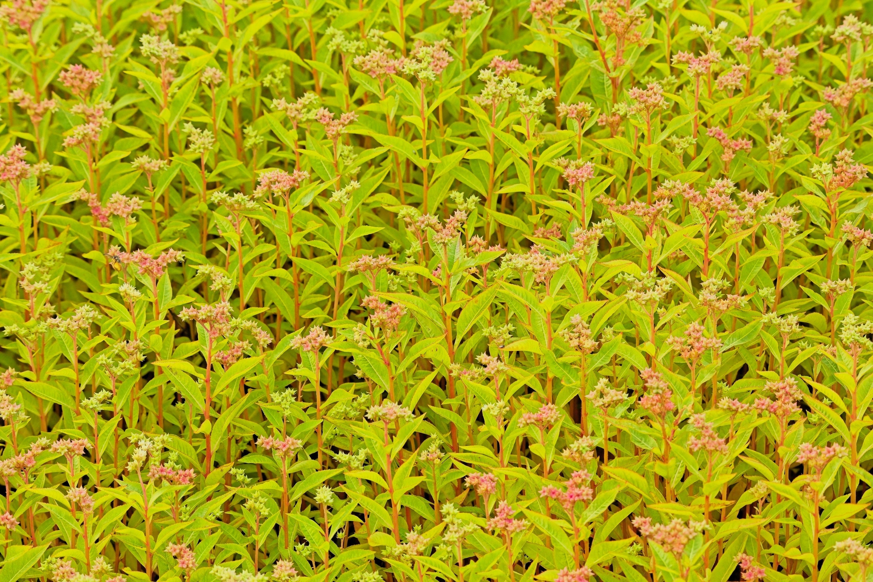 500 Virginia DITCH STONECROP SEDUM Penthorum Sedoides Star Fruit Flower Seeds