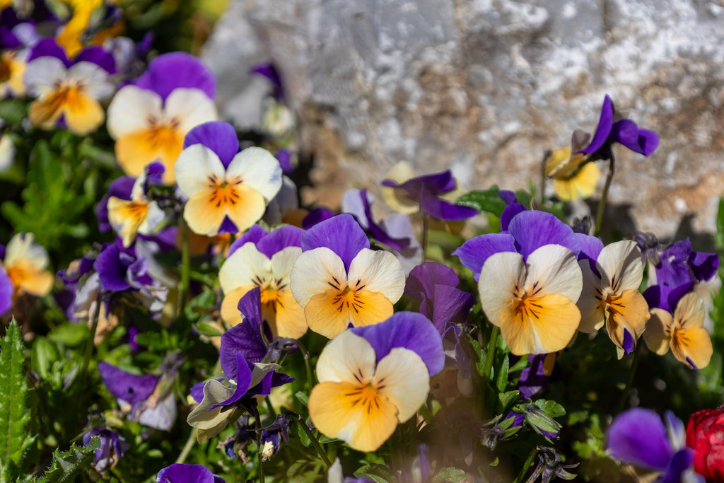 250 JOHNNY JUMP UP Helen Mount Violet Viola Tricolor Flower Seeds
