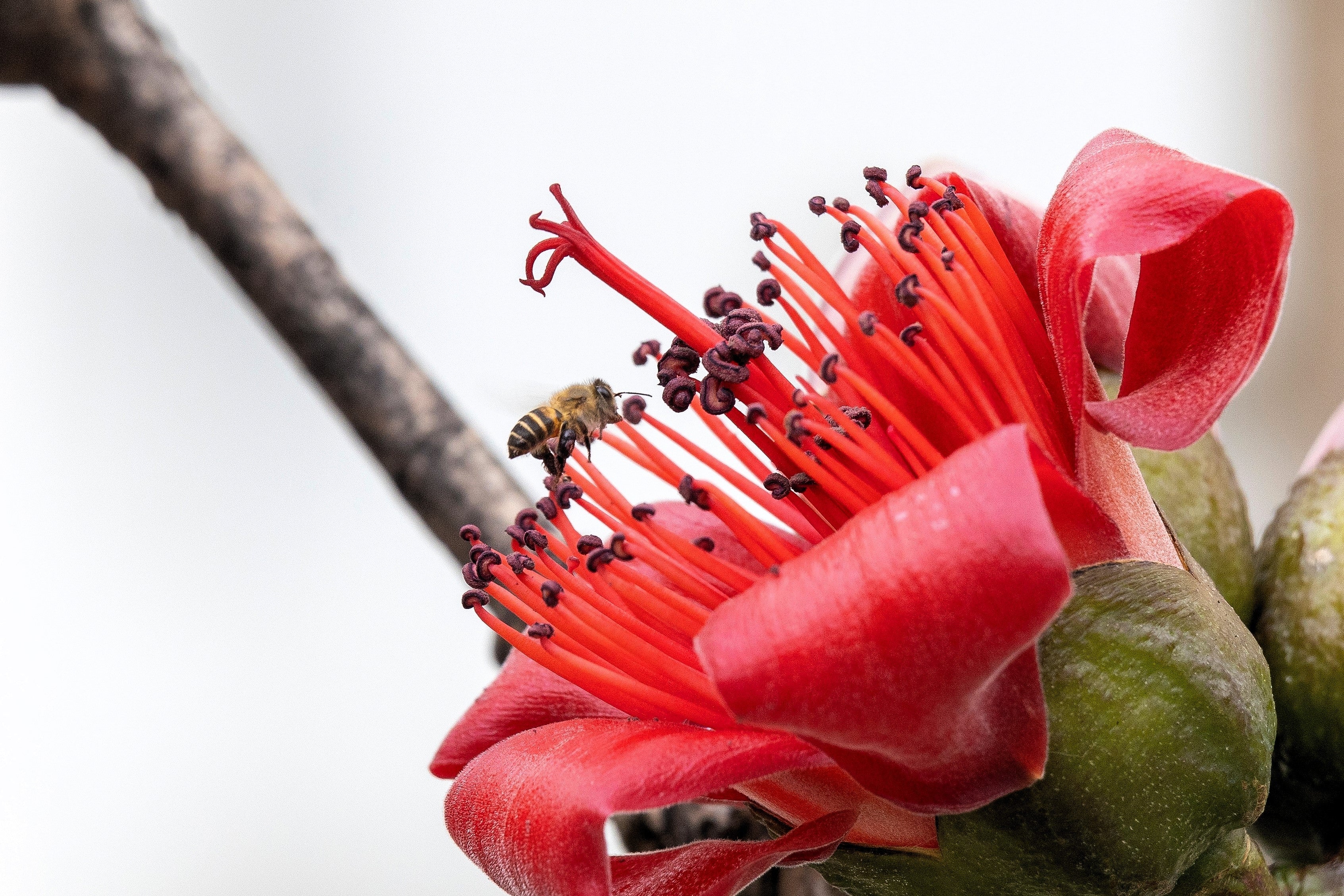 10 RED SILK COTTON Tree Bombax Ceiba Kapok Tropical Flower Seeds