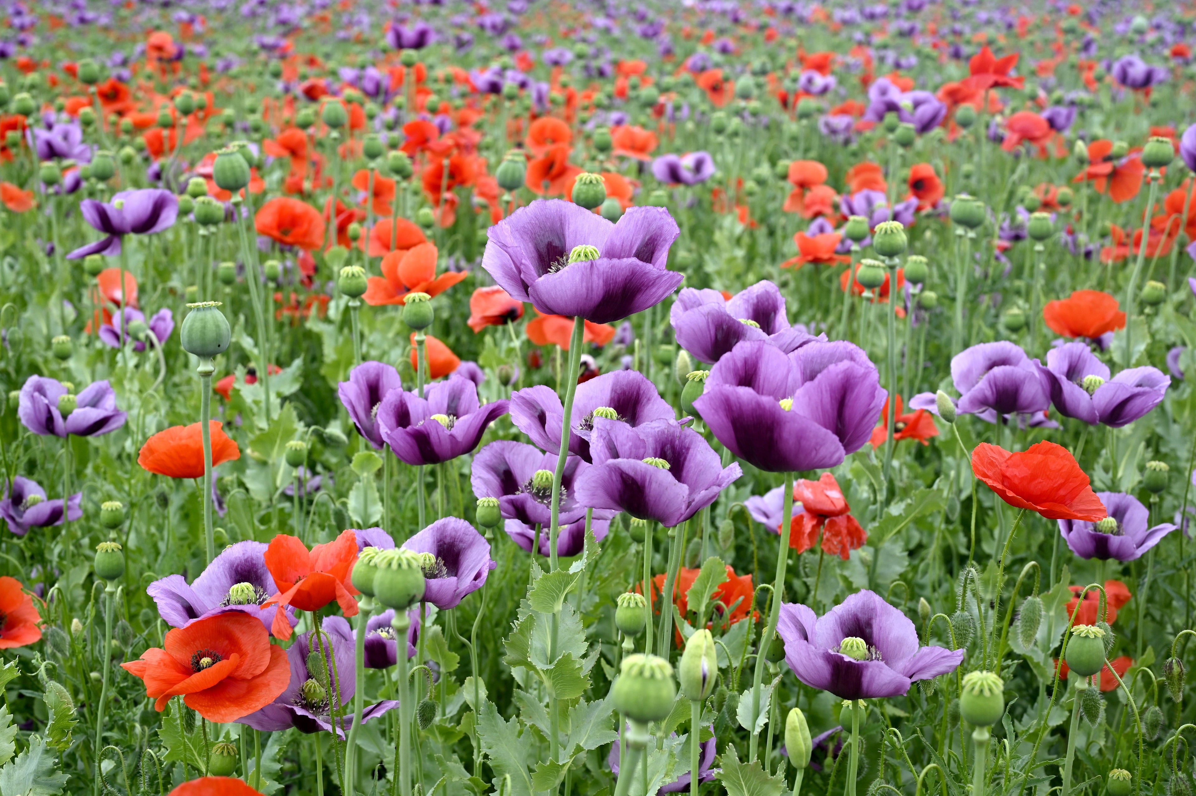 1000 LAVENDER POPPY Purple Papaver Somniferum Flower Seeds