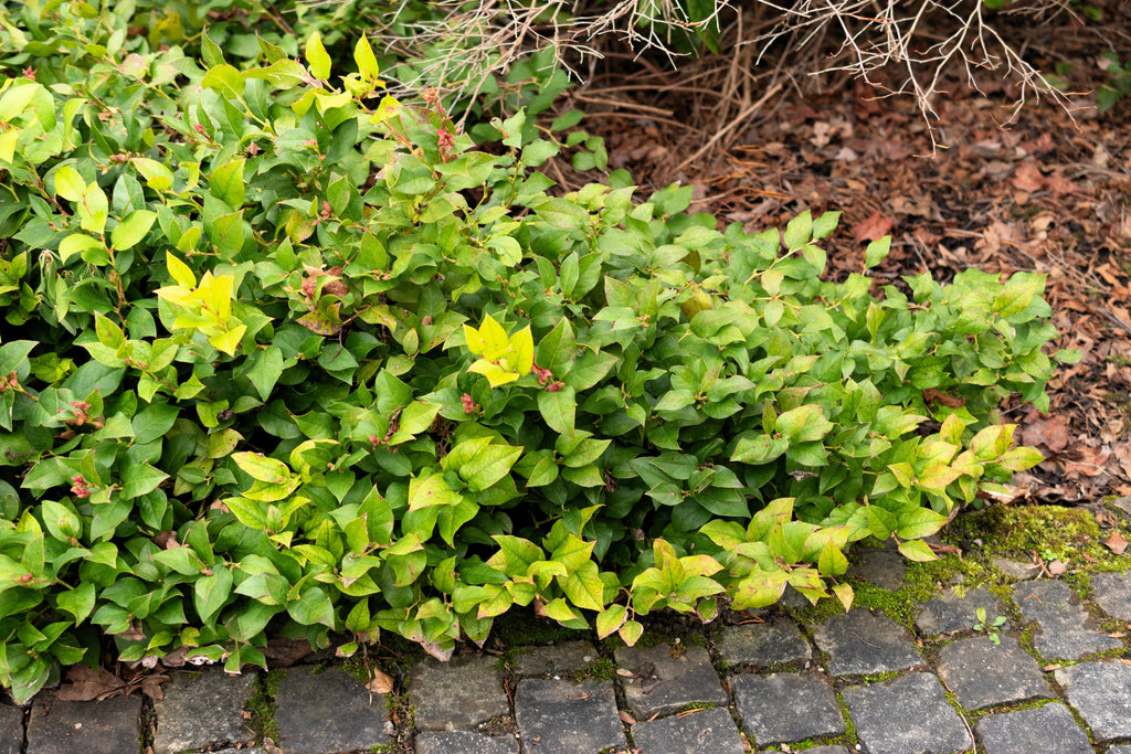 40 SALAL BERRY Gaultheria Shallon Pink White Flowers Blue Fruit Shrub Seeds