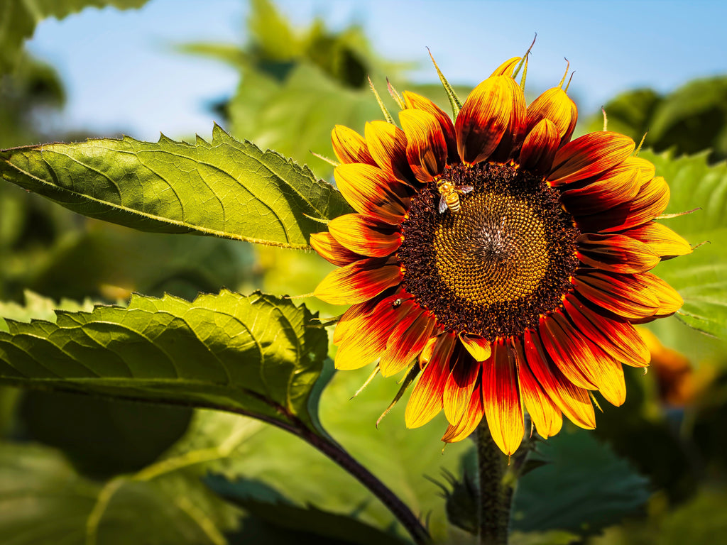 25 INDIAN BLANKET SUNFLOWER Helianthus Annuus Mixed Colors Flower Seeds