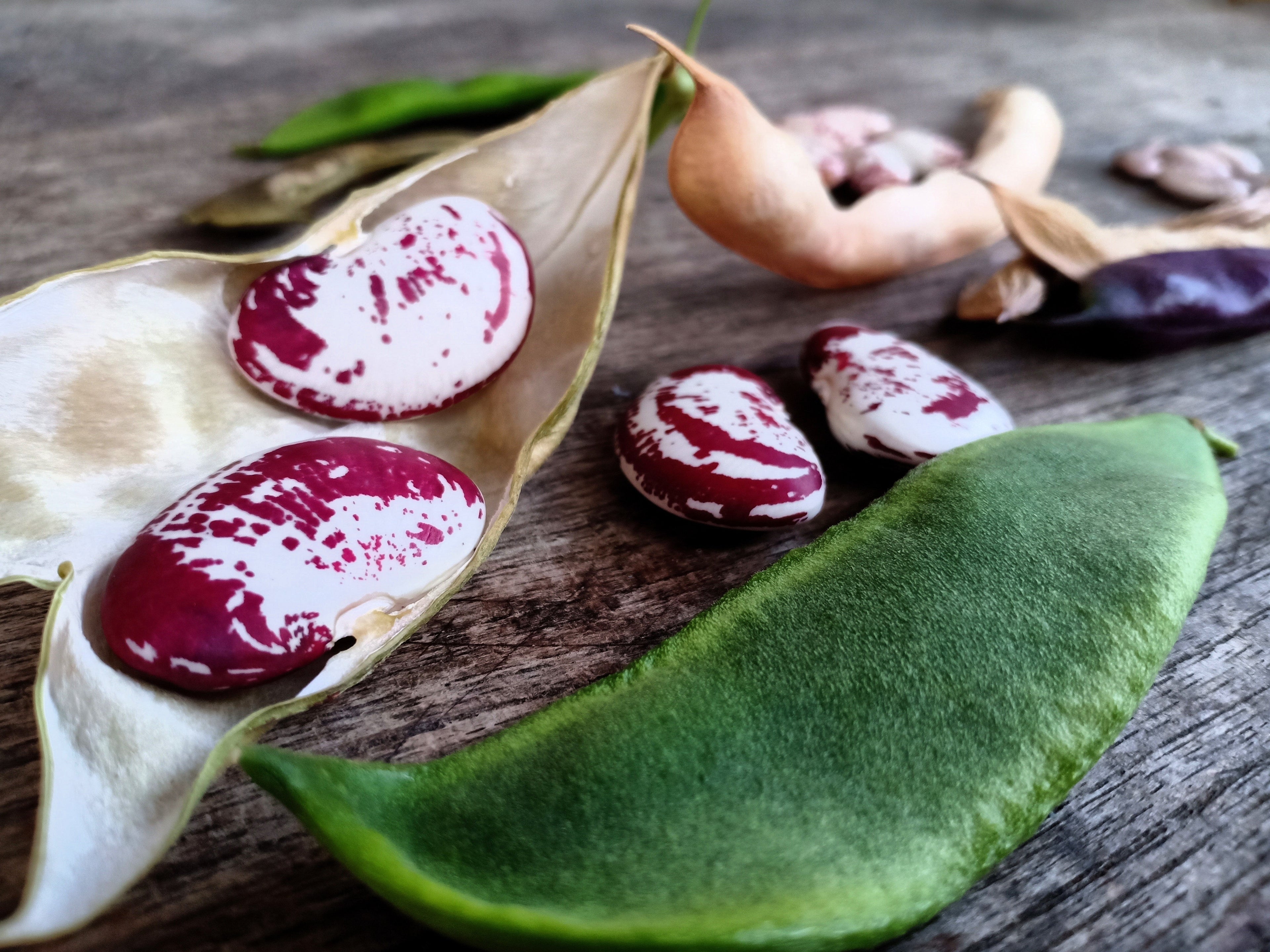 15 CHRISTMAS LIMA BEAN Calico Chestnut Phaseolus Lunatus Legume Vegetable Seeds