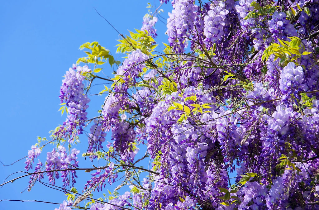 5 BLUE CHINESE WISTERIA Sinensis Ornamental Vine Climber Blue Violet Purple Flower Seeds