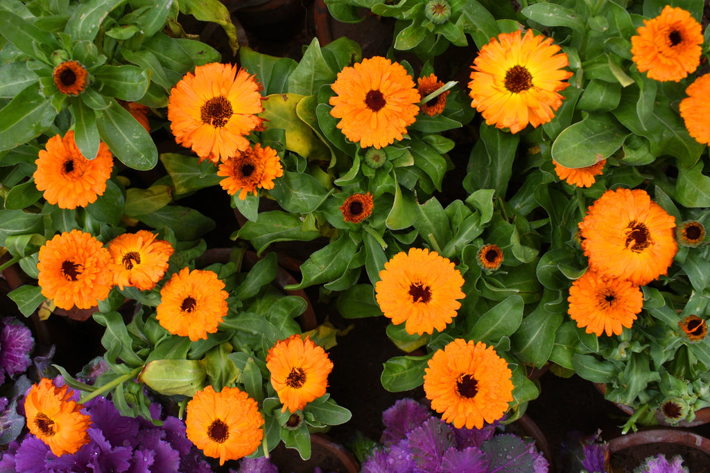 500 Mixed Colors FANCY MIX Pot MARIGOLD Calendula Officinalis Flower Seeds
