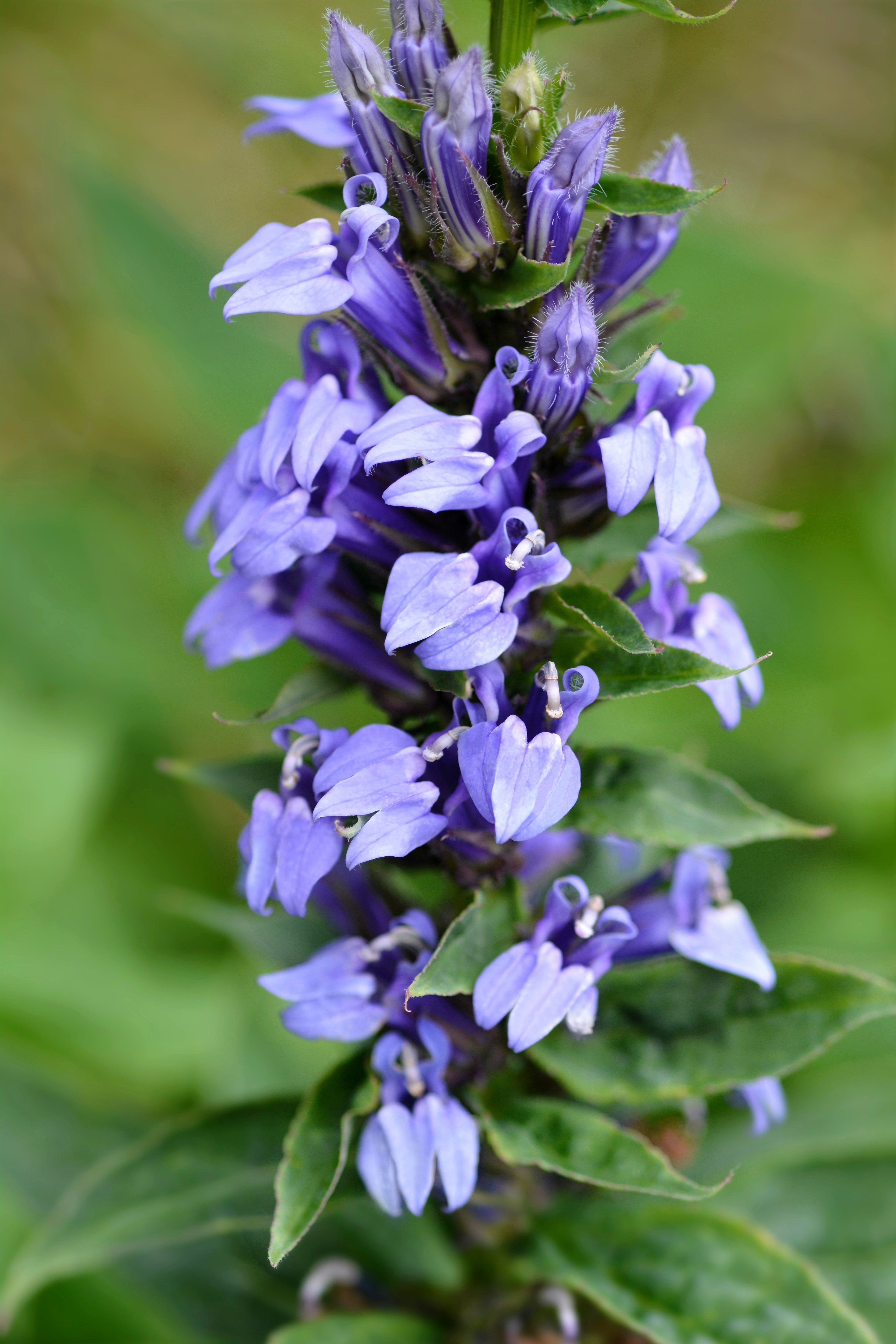 500 GREAT BLUE LOBELIA Lobelia Siphilitica Flower Seeds