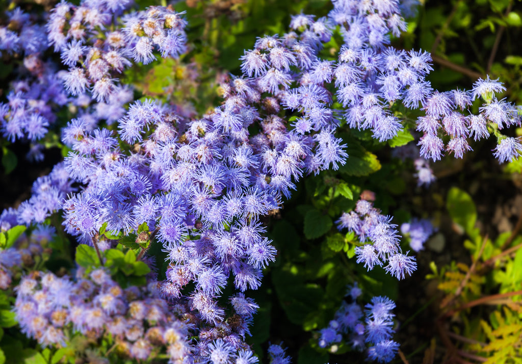 100 Dwarf BLUE MINK AGERATUM Houstonianum Fuzzy Double West Indies Flower Seeds