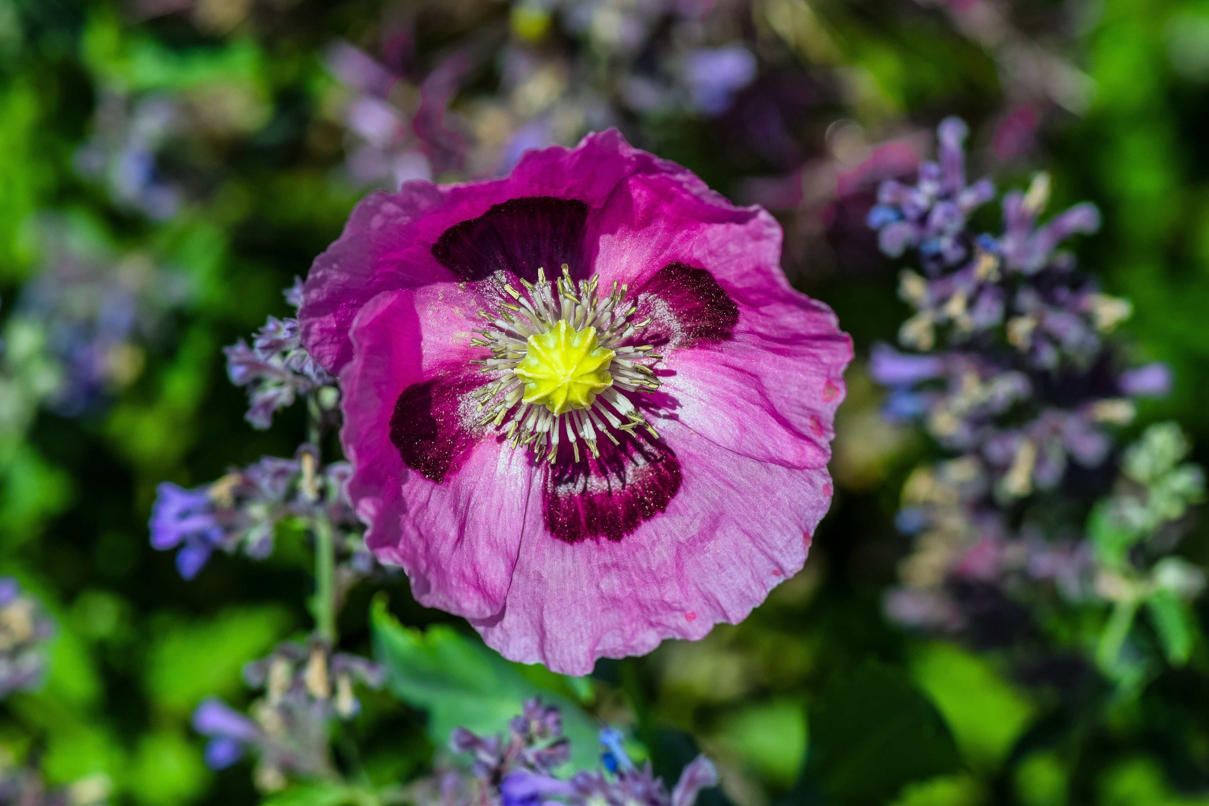 1000 HUNGARIAN BREADSEED POPPY Papaver Somniferum Purple Blue Flower Seeds
