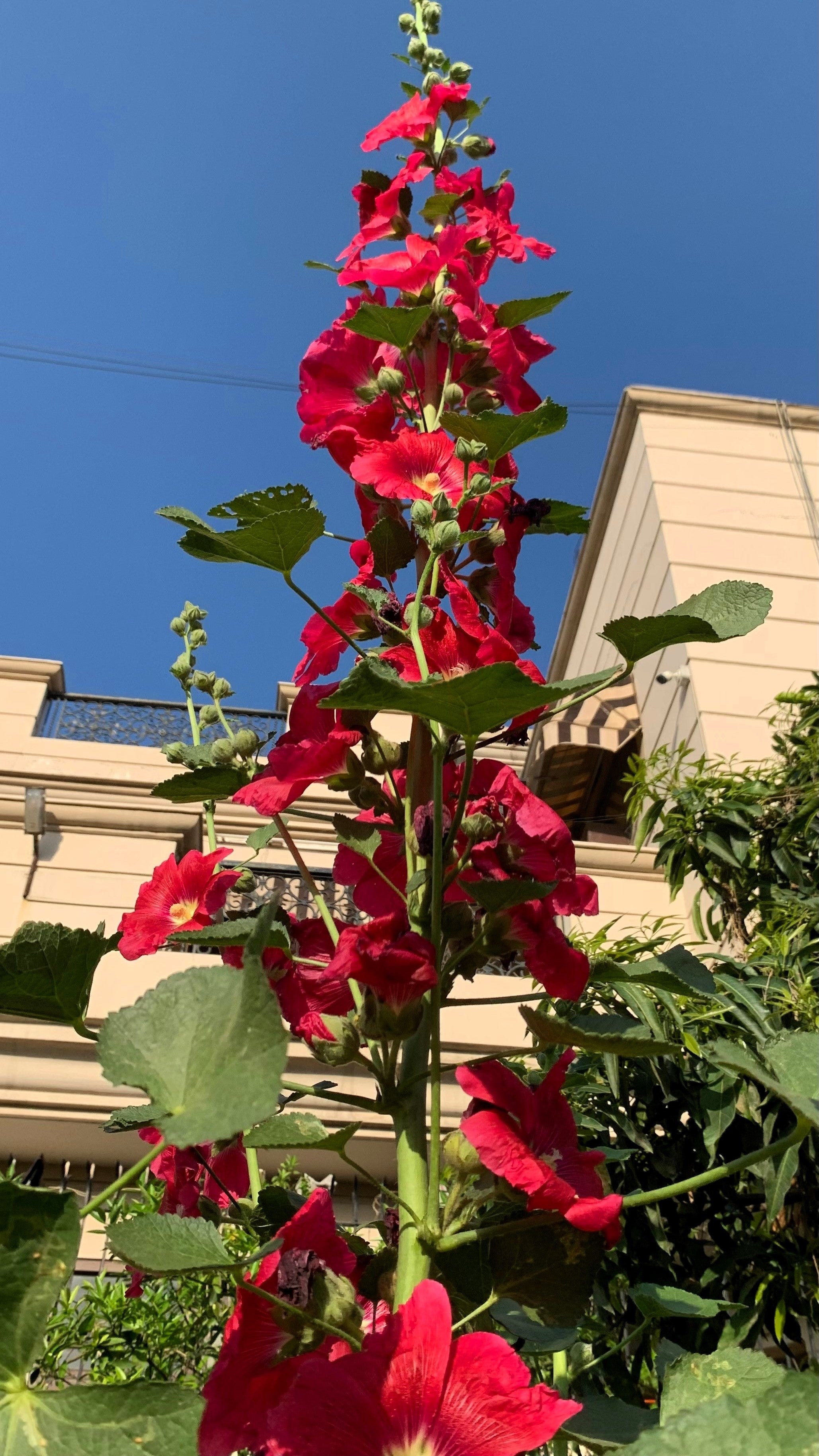 25 MAROON RED HOLLYHOCK Alcea Rosea Flower Seeds Perennial