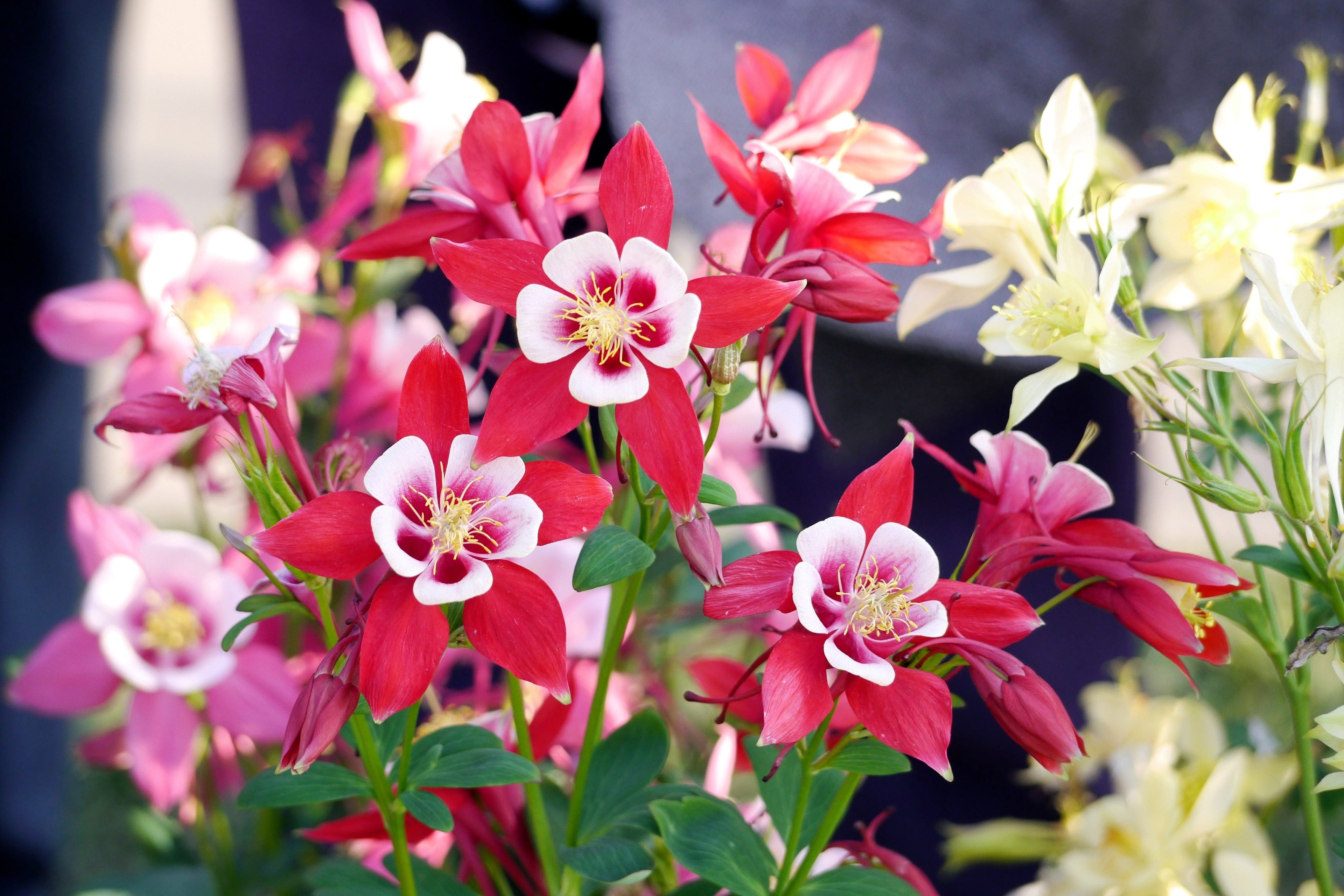 100 MIXED EUROPEAN COLUMBINE Aquilegia Flower Seeds