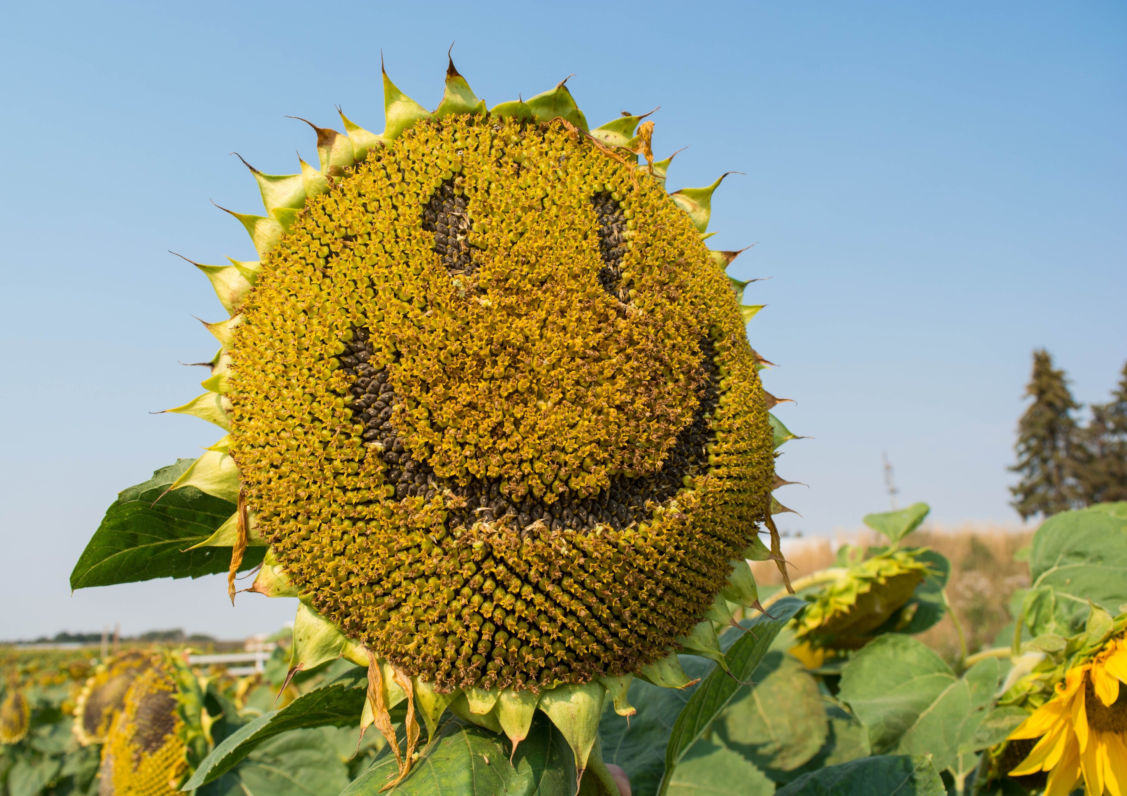 10 Early MAMMOTH RUSSIAN SUNFLOWER Helianthus Annuus Flower Seeds