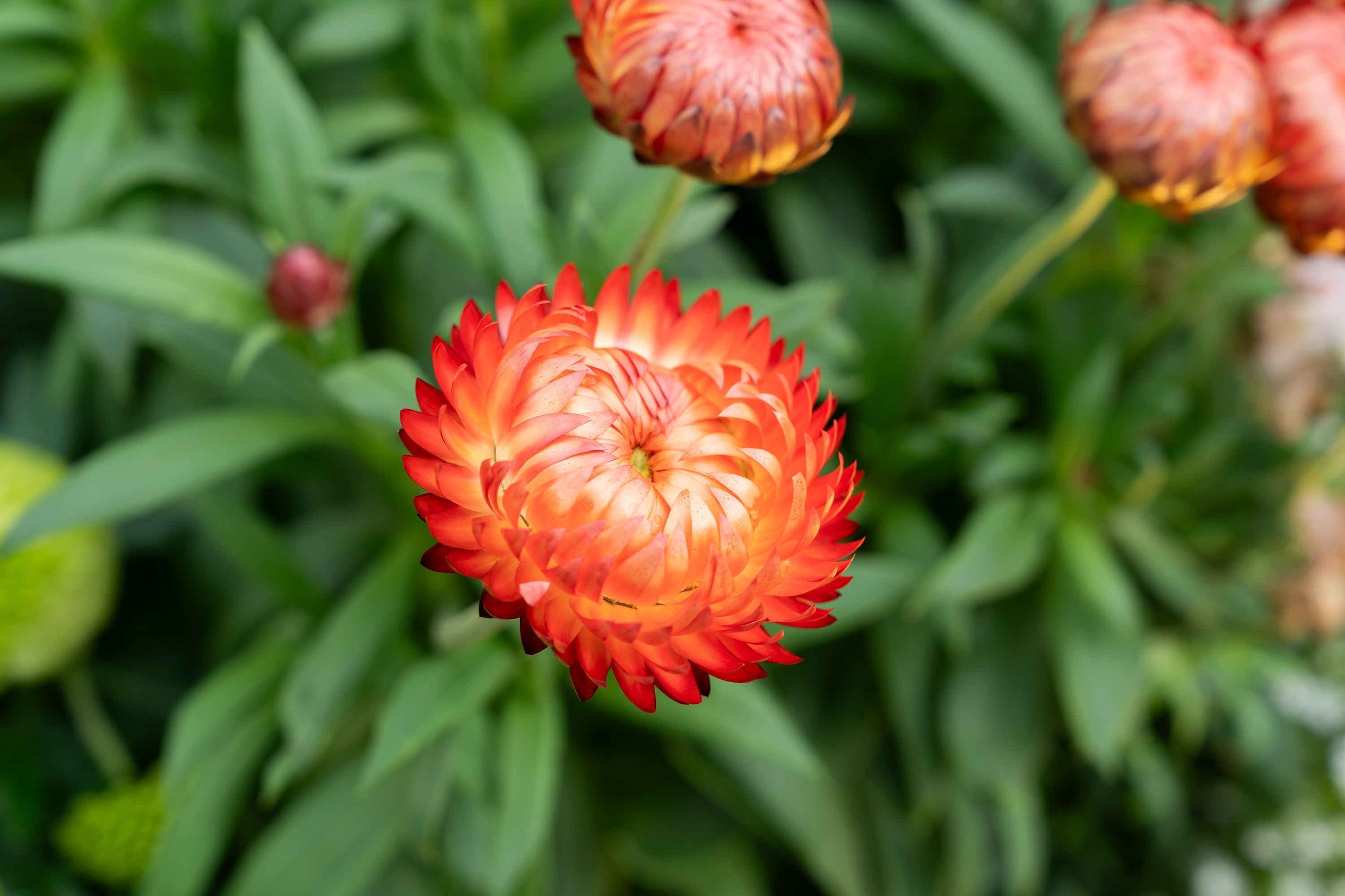 100 ORANGE DOUBLE STRAWFLOWER Xerochrysum Bracteatum Helichrysum Monstrosum Flower Seeds