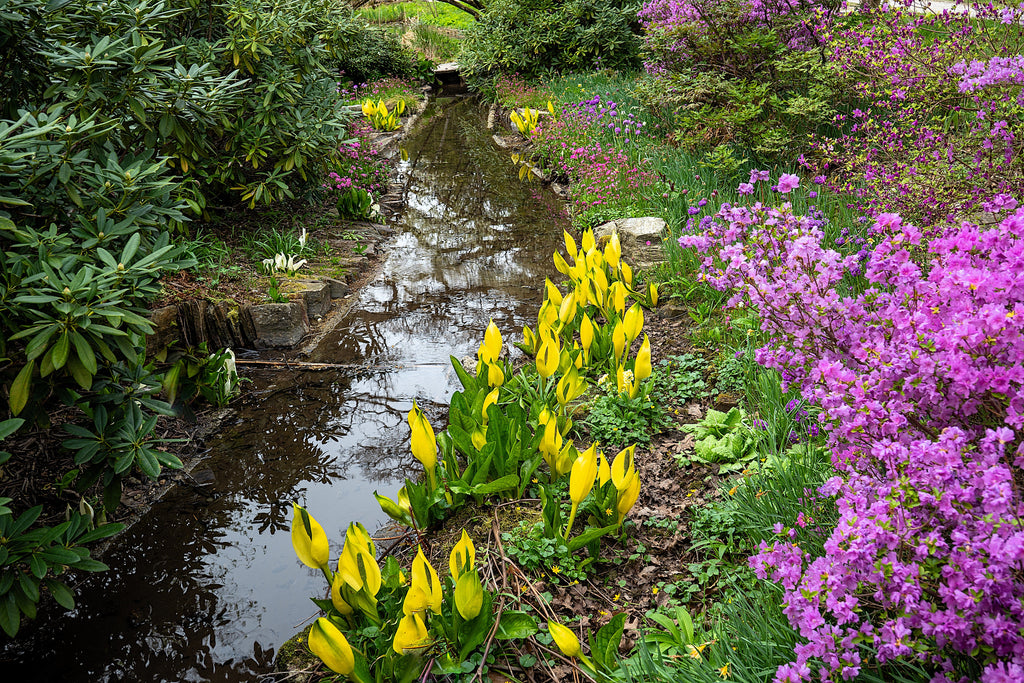 10 Yellow SWAMP LANTERN Moist Lysichiton Americanus Skunk Cabbage Flower Seeds
