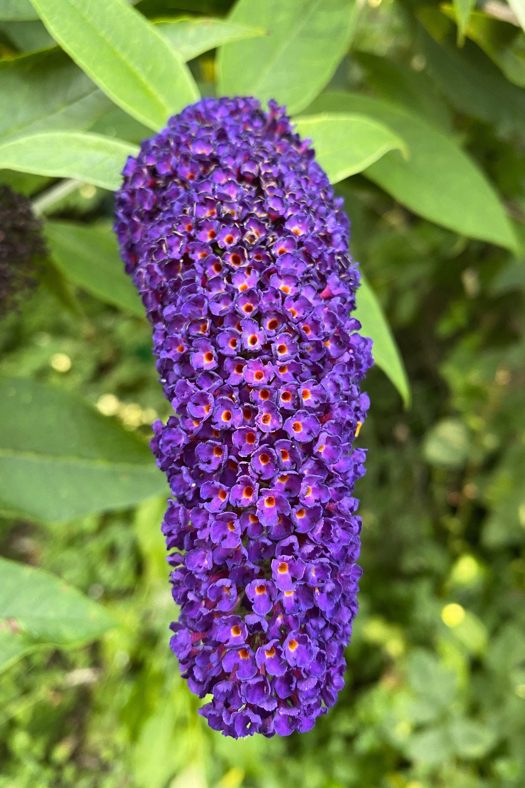 Buddleja Fragrant 50 Dark PURPLE BUTTERFLY BUSH Buddleja Davidii Hummingbird Shrub Fragr ...