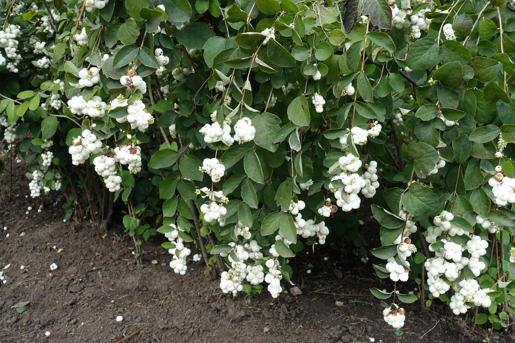 25 COMMON SNOWBERRY - WHITE Berries Pink Flowers Symphoricarpos Alba Shrub Seeds