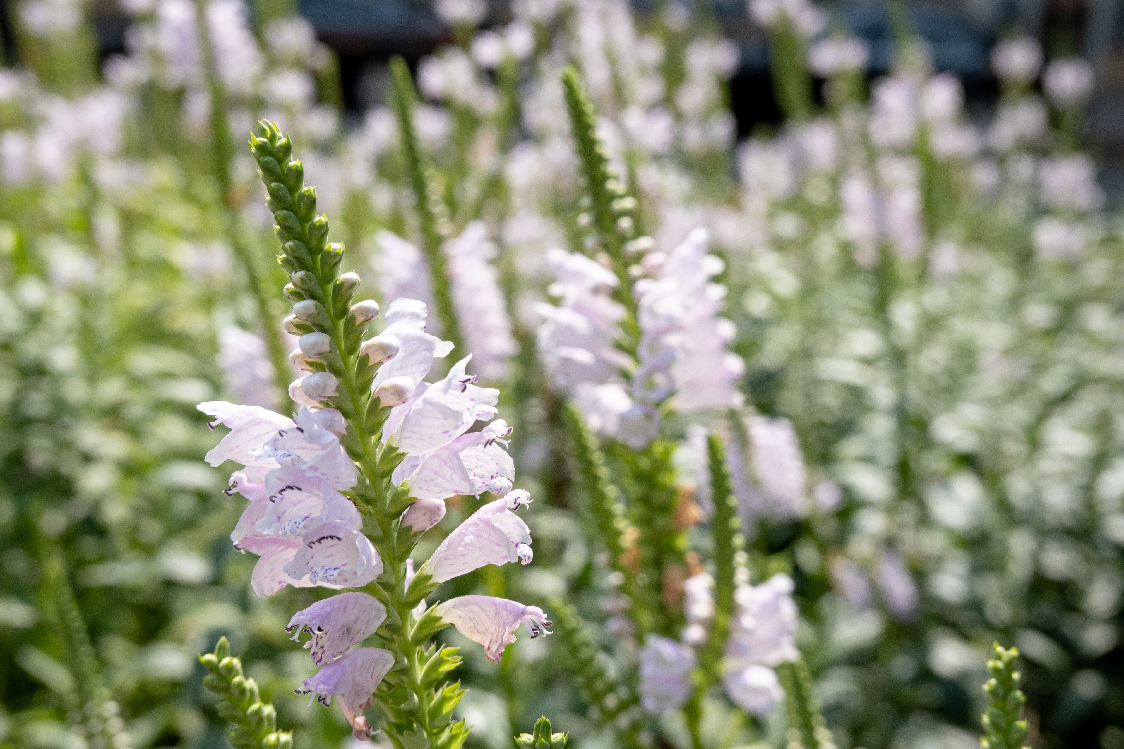 50 WHITE Showy OBEDIENT PLANT False Dragon Head Physostegia Virginiana Flower Seeds