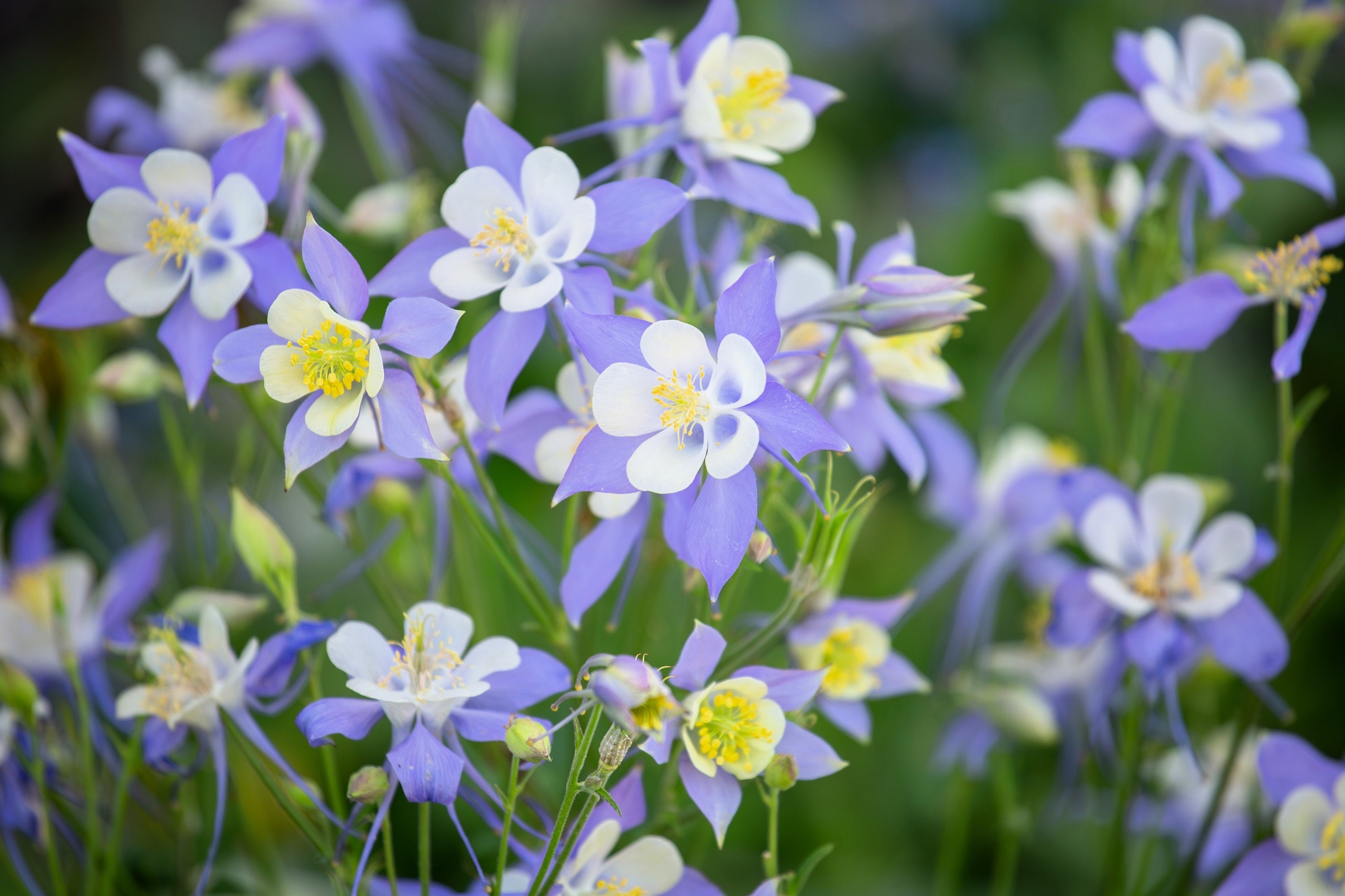 50 MCKANAS GIANT COLUMBINE Mixed Colors Aquilegia Hybrida Flower Seeds